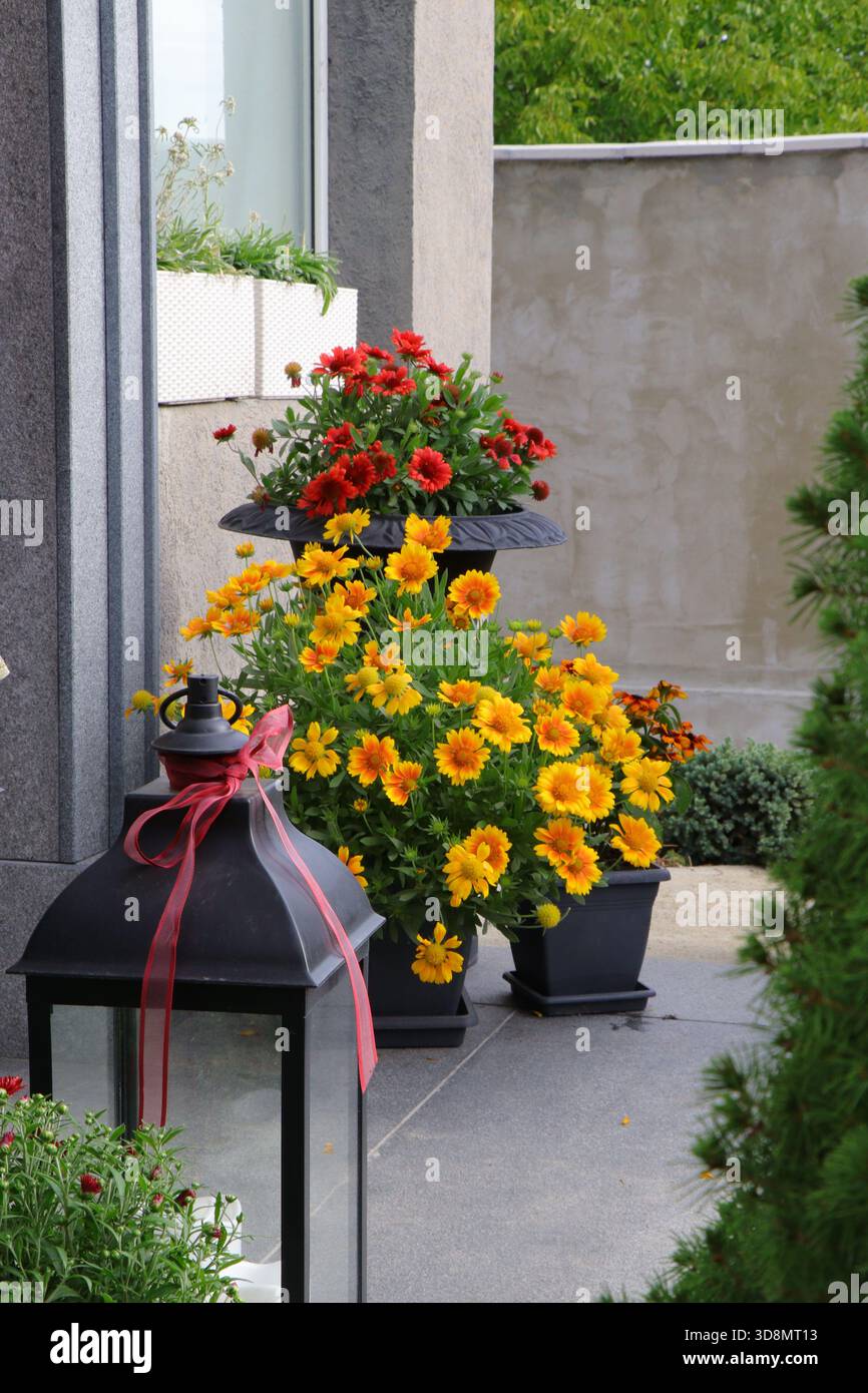 Giallo brillante Gaillardia e fiori di Rudbeckia arancio-rosso disposti in vasi decorativi da un ingresso di casa in legno. Piante colorate che creano un Foto Stock
