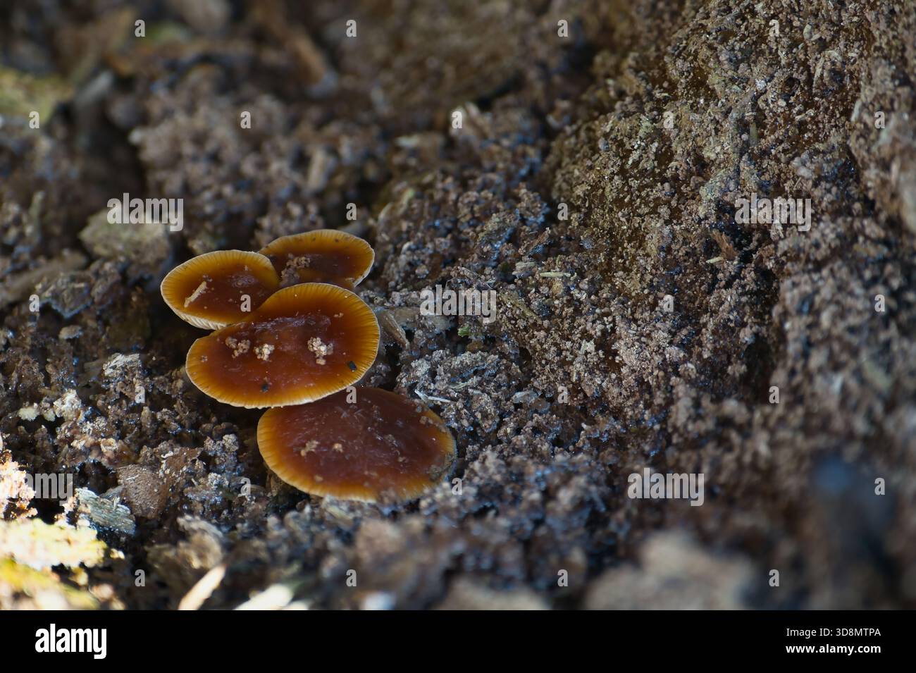 Funghi trovati in foreste, campi, terreni accidentati intorno al Northumberland Foto Stock