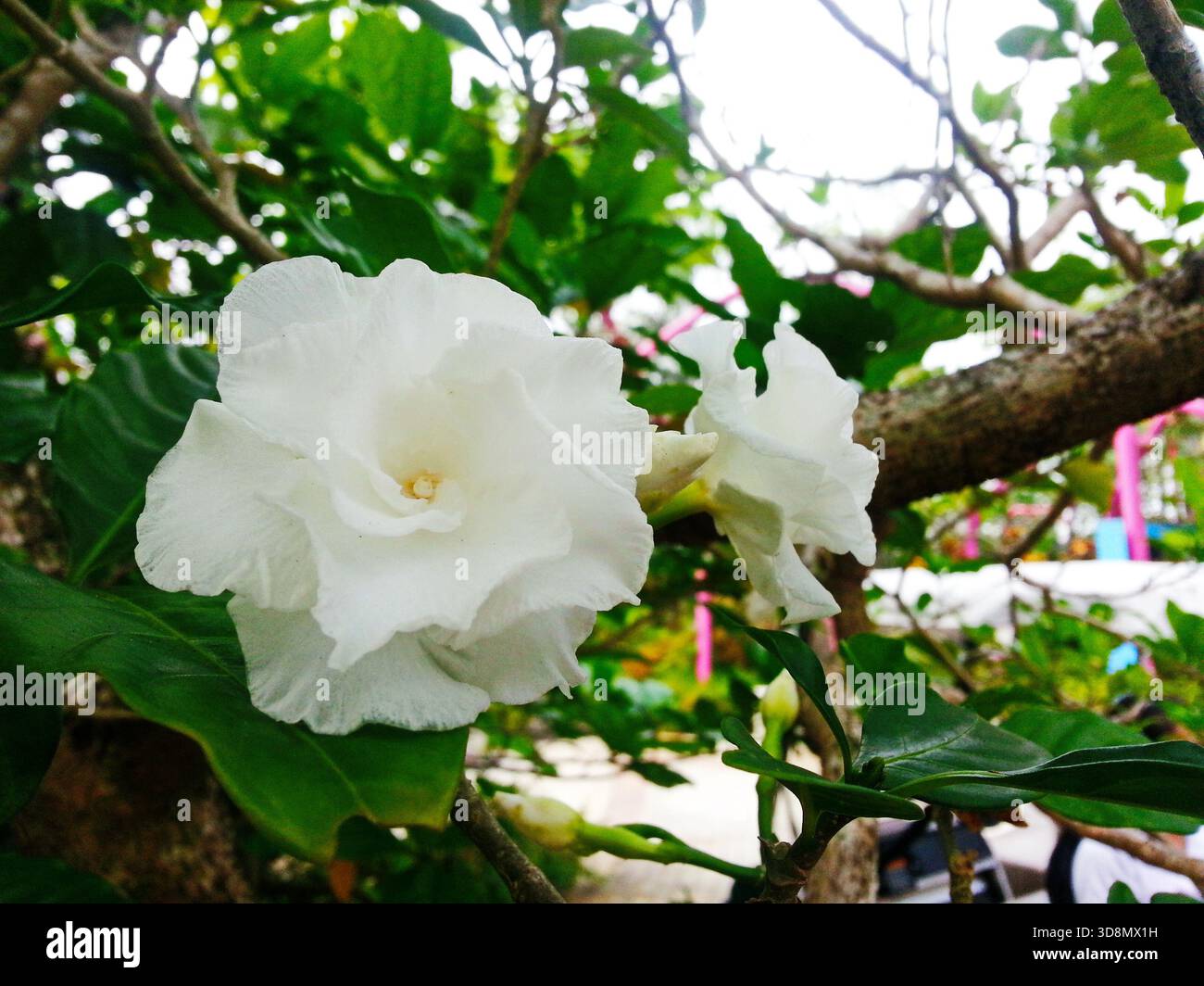 Due fiori bianchi immacolati fioriscono in modo vibrante tra lussureggianti fogliame verde in un ambiente all'aperto illuminato dal sole. Foto Stock