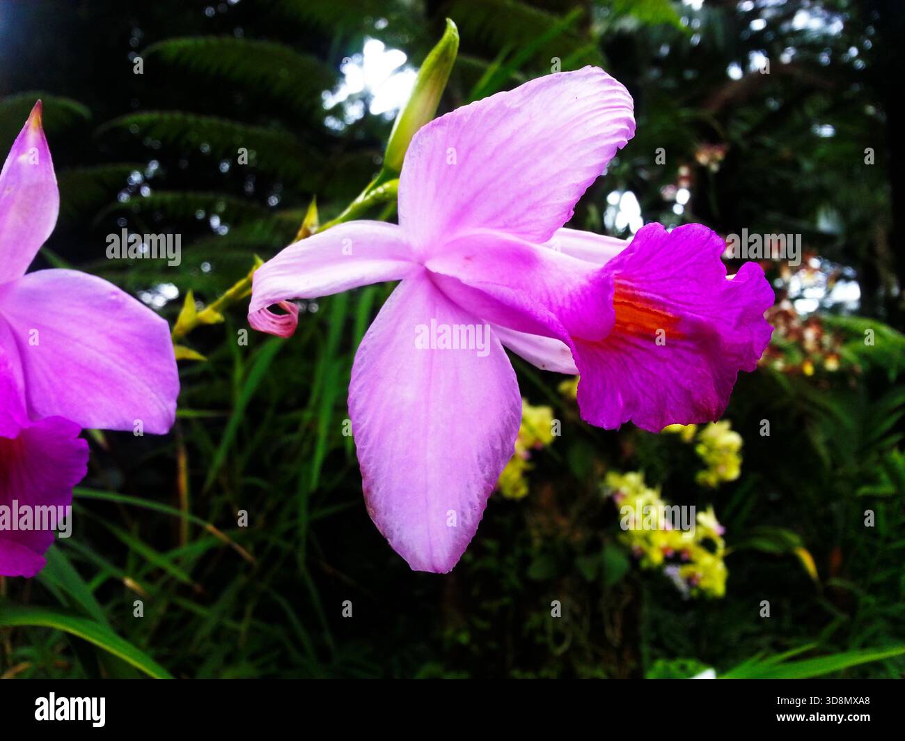 Una vivace orchidea viola mostra petali sfumati e un centro giallo luminoso contro una lussureggiante vegetazione tropicale, evocando l'eleganza della natura in un morbido... Foto Stock