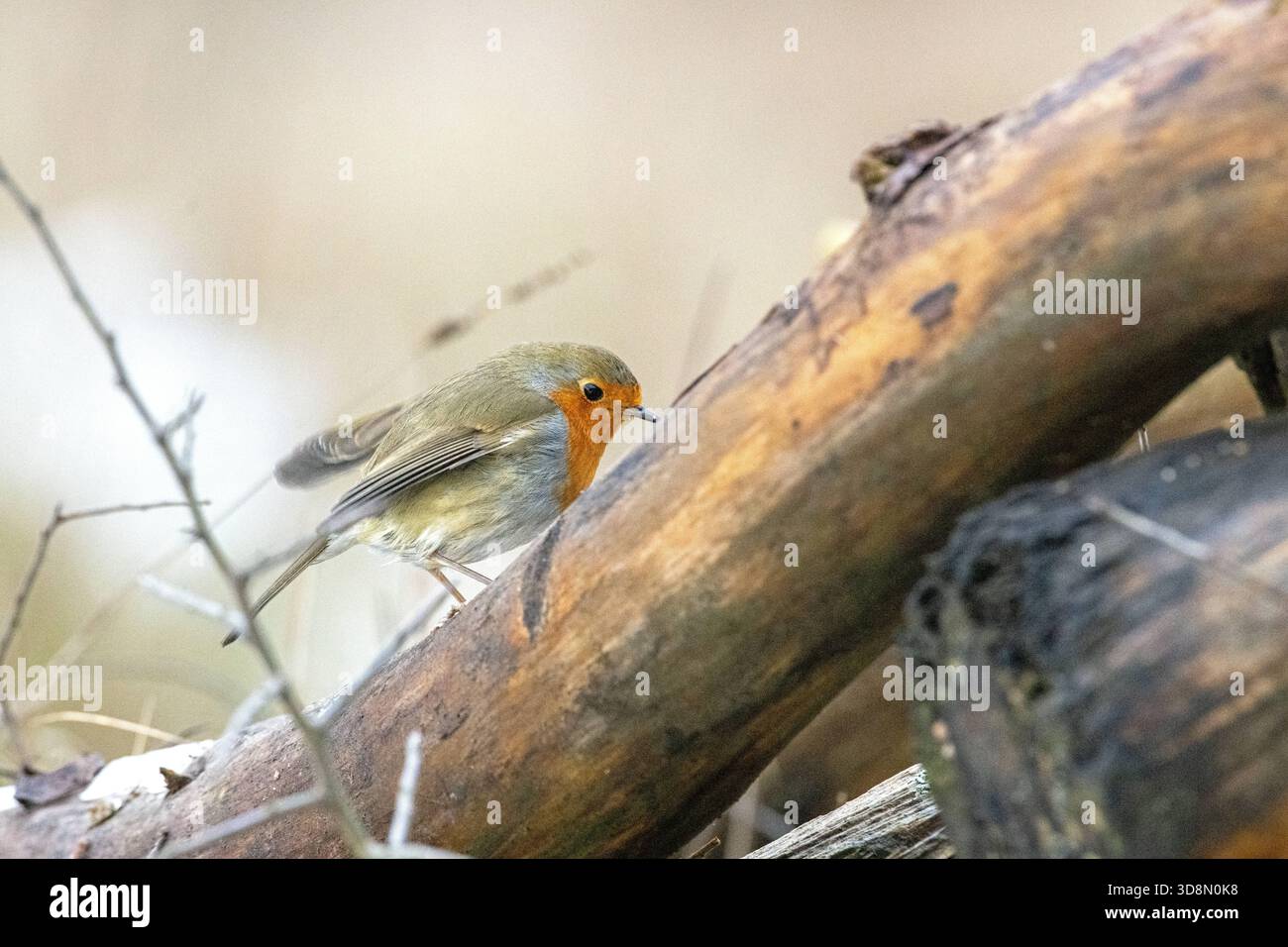 Rotkehlchen in der winterlichen Hecke Rotkehlchen Rotkehlchen Anfang Januar *** Robin nella siepe invernale Robin robin all'inizio di gennaio Foto Stock