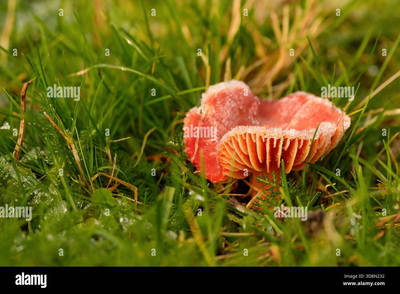 Funghi trovati in foreste, campi, terreni accidentati intorno al Northumberland Foto Stock