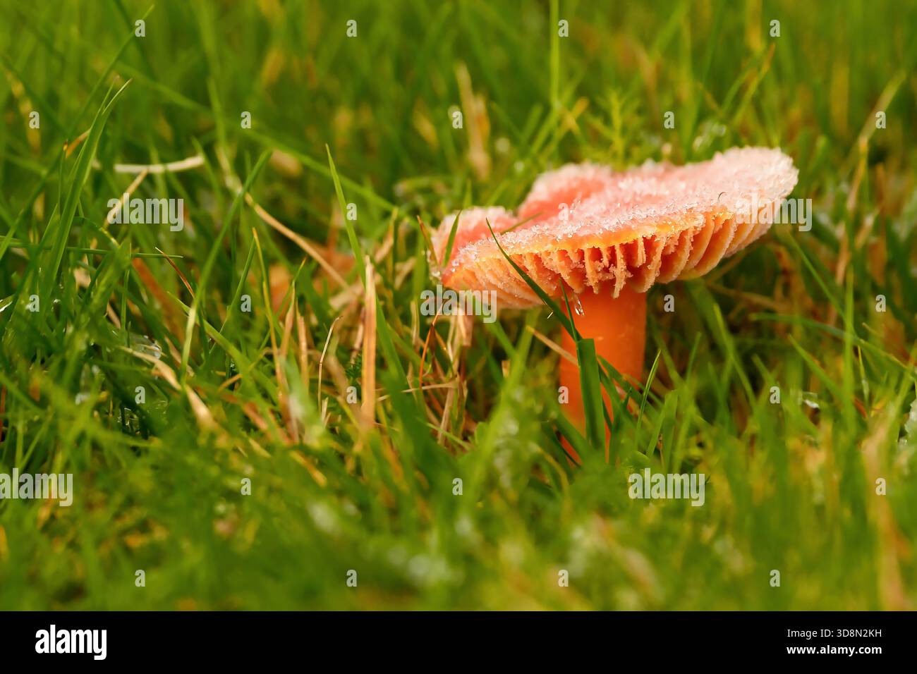 Funghi trovati in foreste, campi, terreni accidentati intorno al Northumberland Foto Stock
