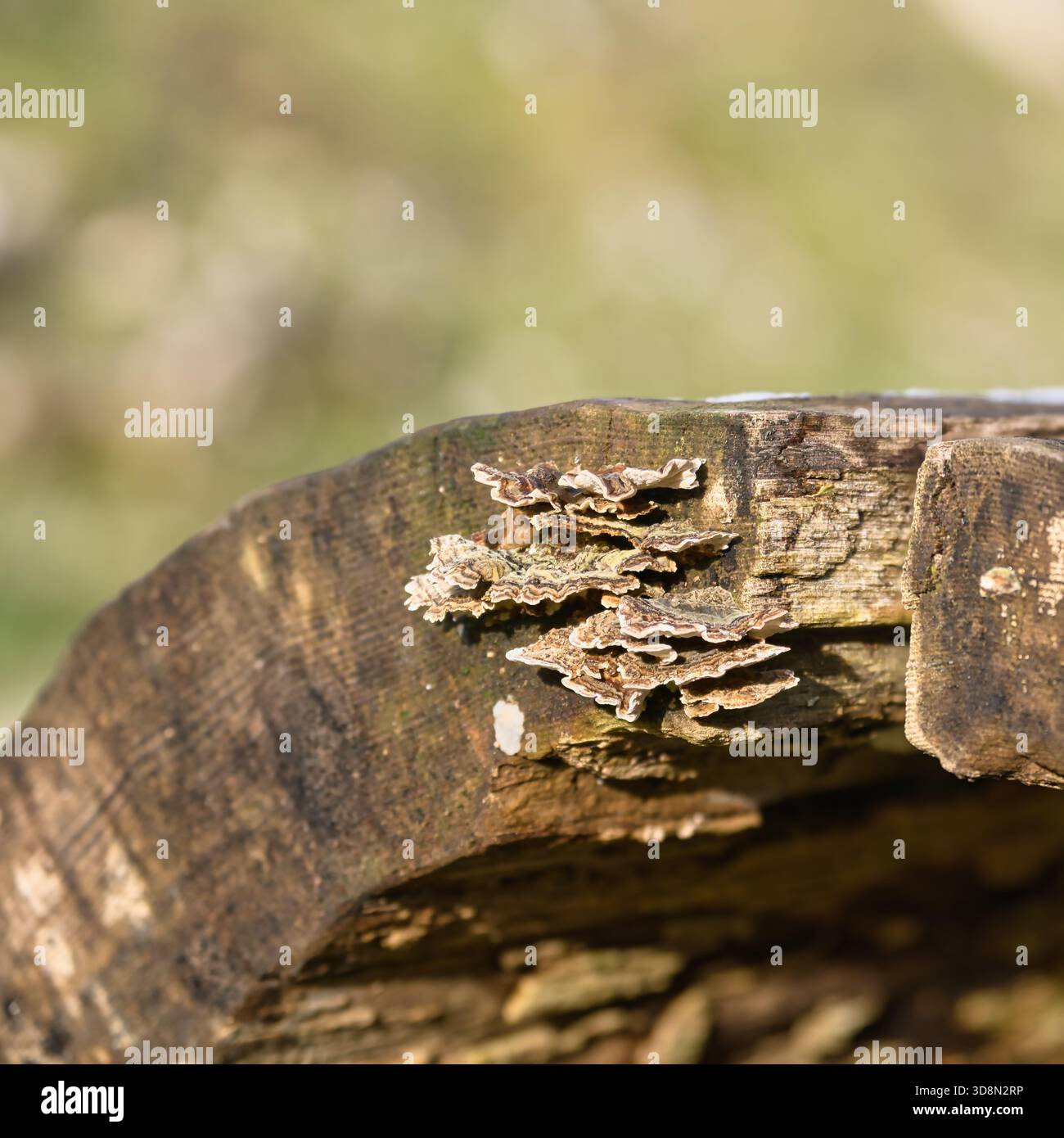 Funghi trovati in foreste, campi, terreni accidentati intorno al Northumberland Foto Stock