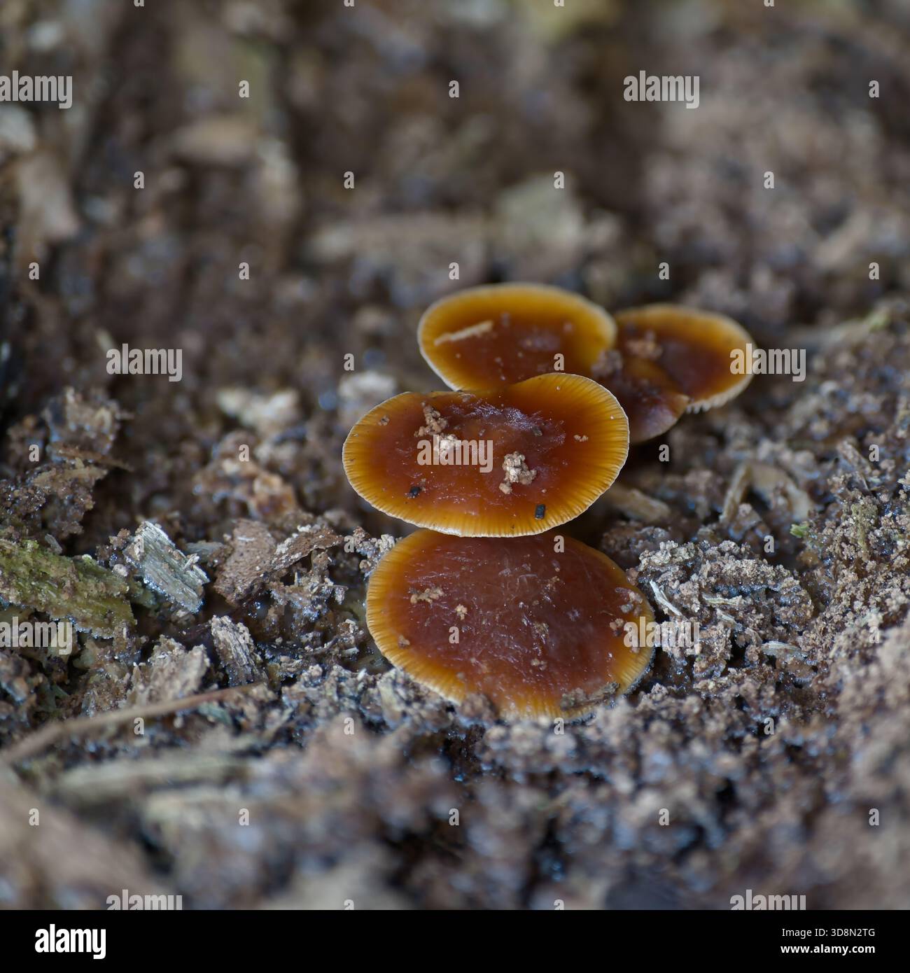 Funghi trovati in foreste, campi, terreni accidentati intorno al Northumberland Foto Stock