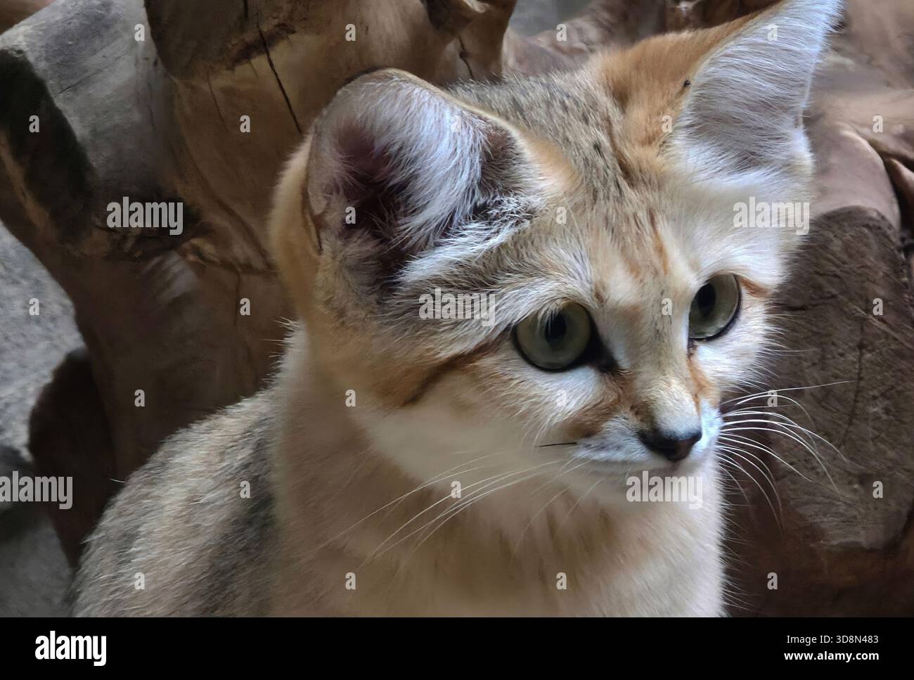 felis margarita harrisoni.sabbia cat. Primo piano di un piccolo felino selvatico che mostra occhi verdi sorprendenti e una morbida pelliccia - Immagine stock catturata con smartphone
