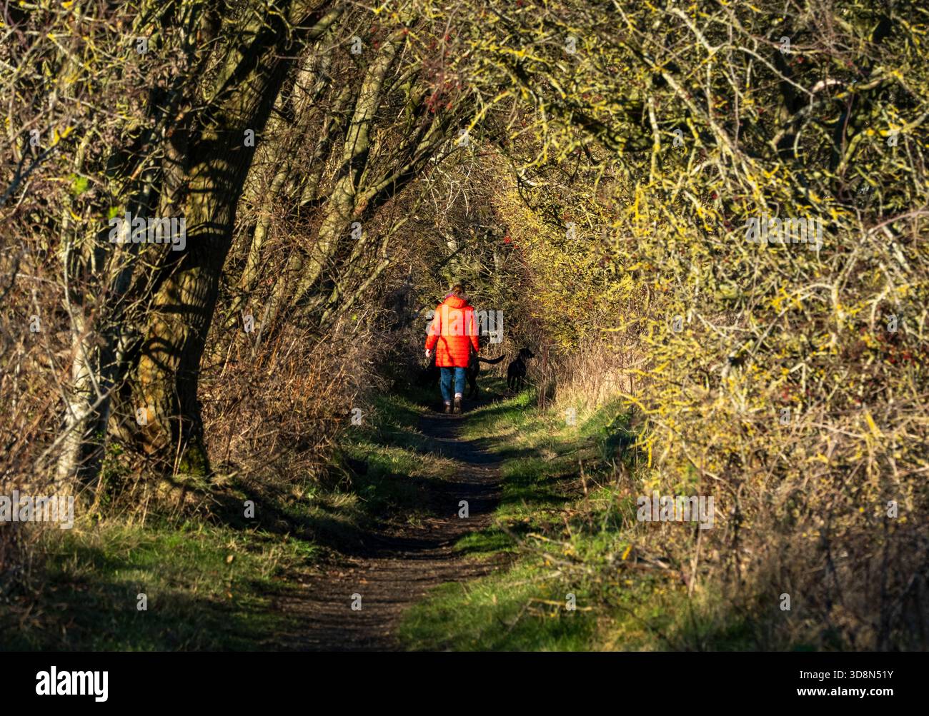 Donna adulta che cammina il suo cane lungo una strada di campagna in inverno. West Lothian, Scozia. Foto Stock