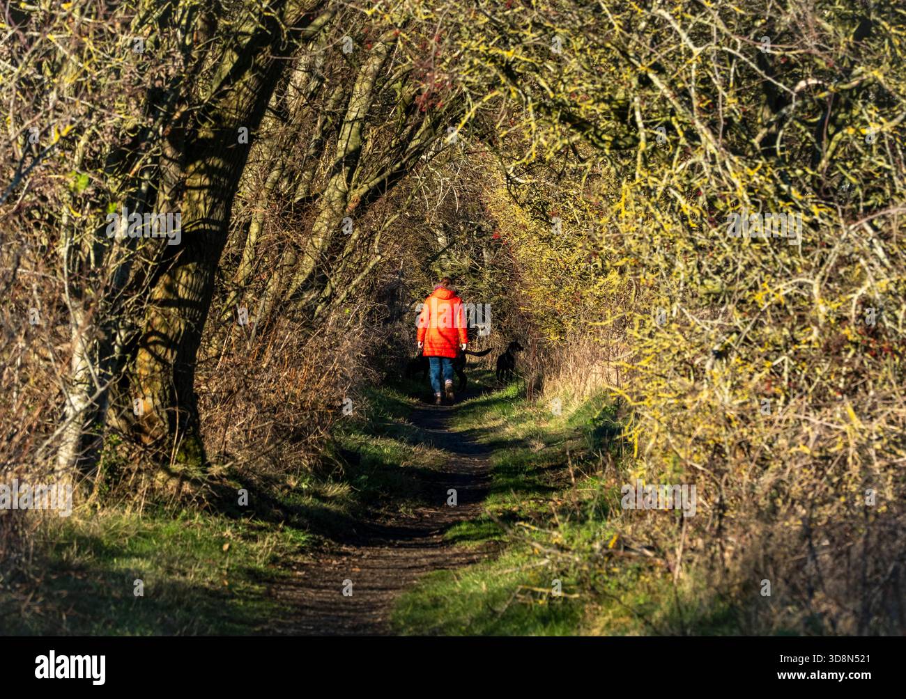 Donna adulta che cammina il suo cane lungo una strada di campagna in inverno. West Lothian, Scozia. Foto Stock