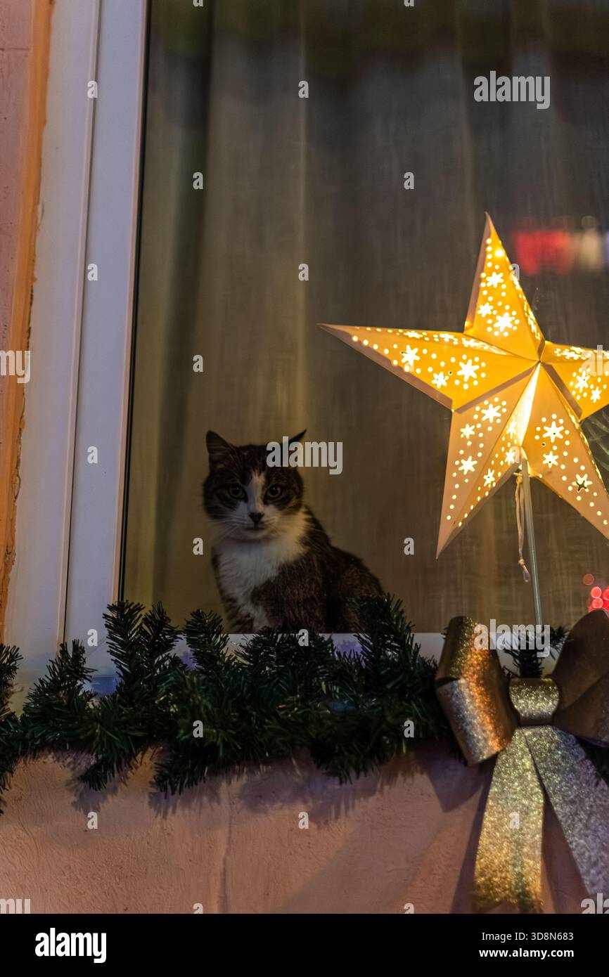 Un simpatico gatto da tabby siede su un davanzale vicino a una grande stella di carta scintillante e a garland festoso, ammirando le strade all'aperto durante le vacanze Foto Stock