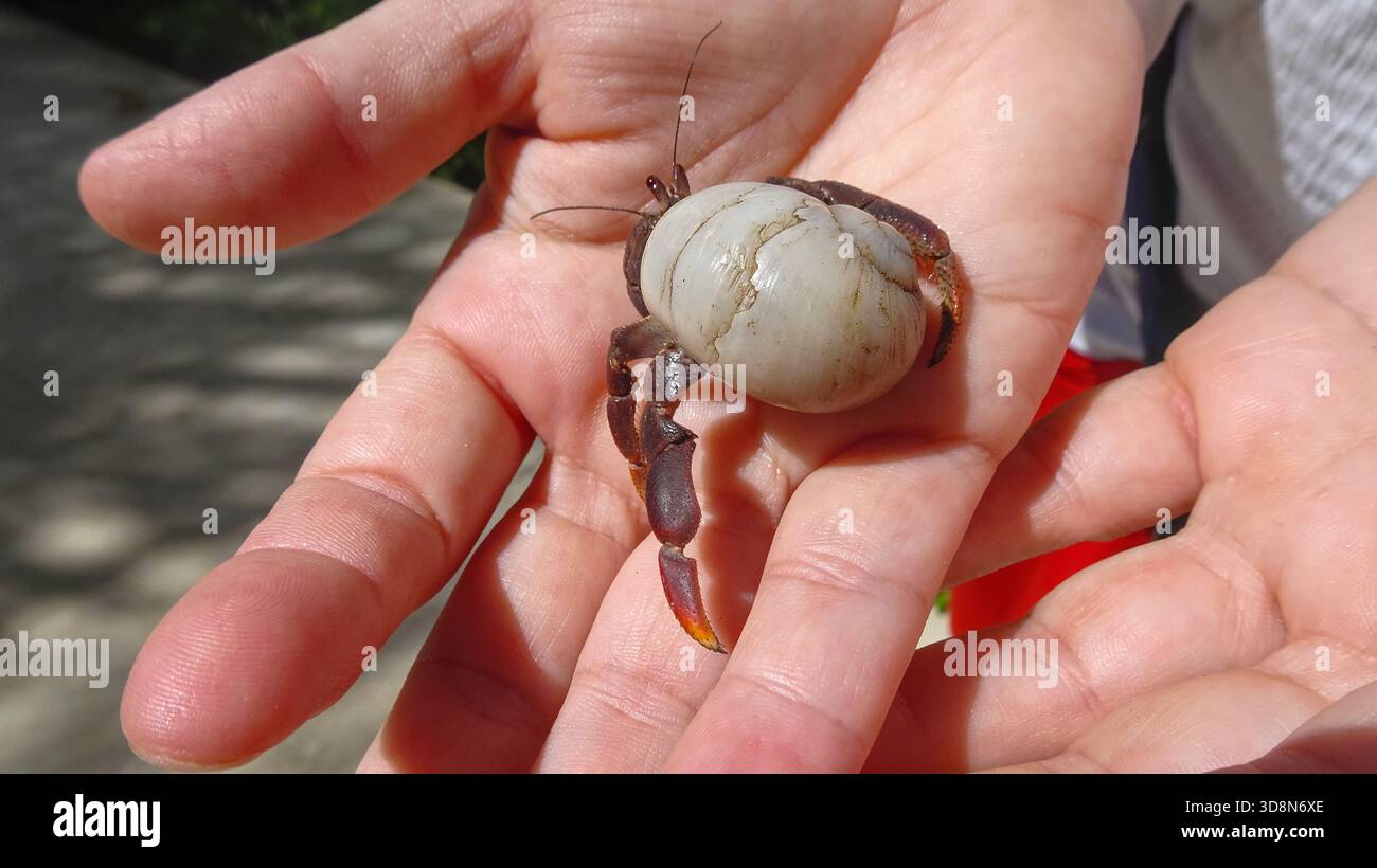 Un granchio eremita terrestre (Coenobita spp.) si appoggia delicatamente su una mano, mostrando il suo guscio dettagliato e i delicati artigli. Foto Stock
