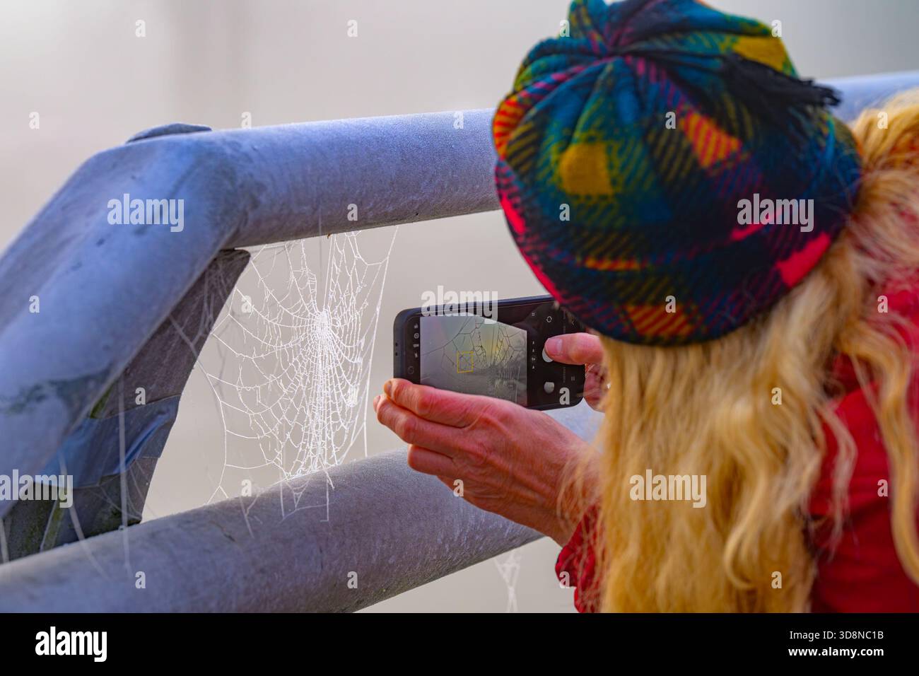Donna che fotografa ragnatela con il cellulare Foto Stock