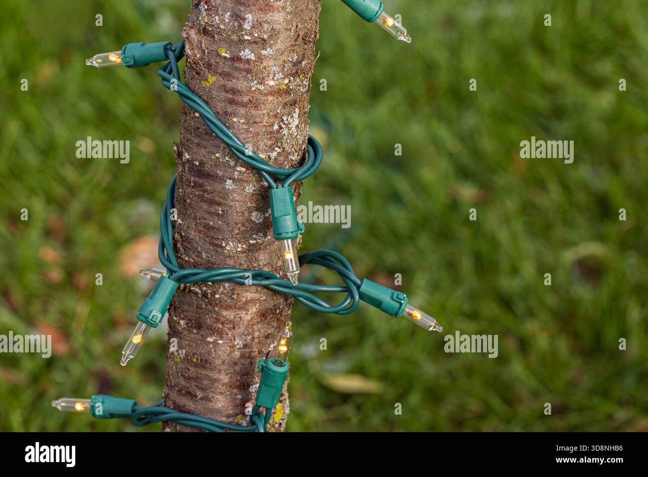 Luci natalizie a corda appese su un albero all'aperto. Natale decorazione vacanza sicurezza e illuminazione esterna concetto. Foto Stock