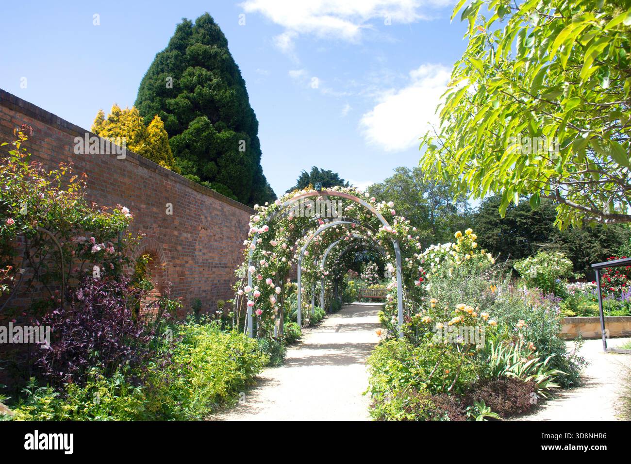 Rose Garden nei Royal Tasmanian Botanical Gardens, Queens Domain, Hobart, Tasmania, Australia Foto Stock