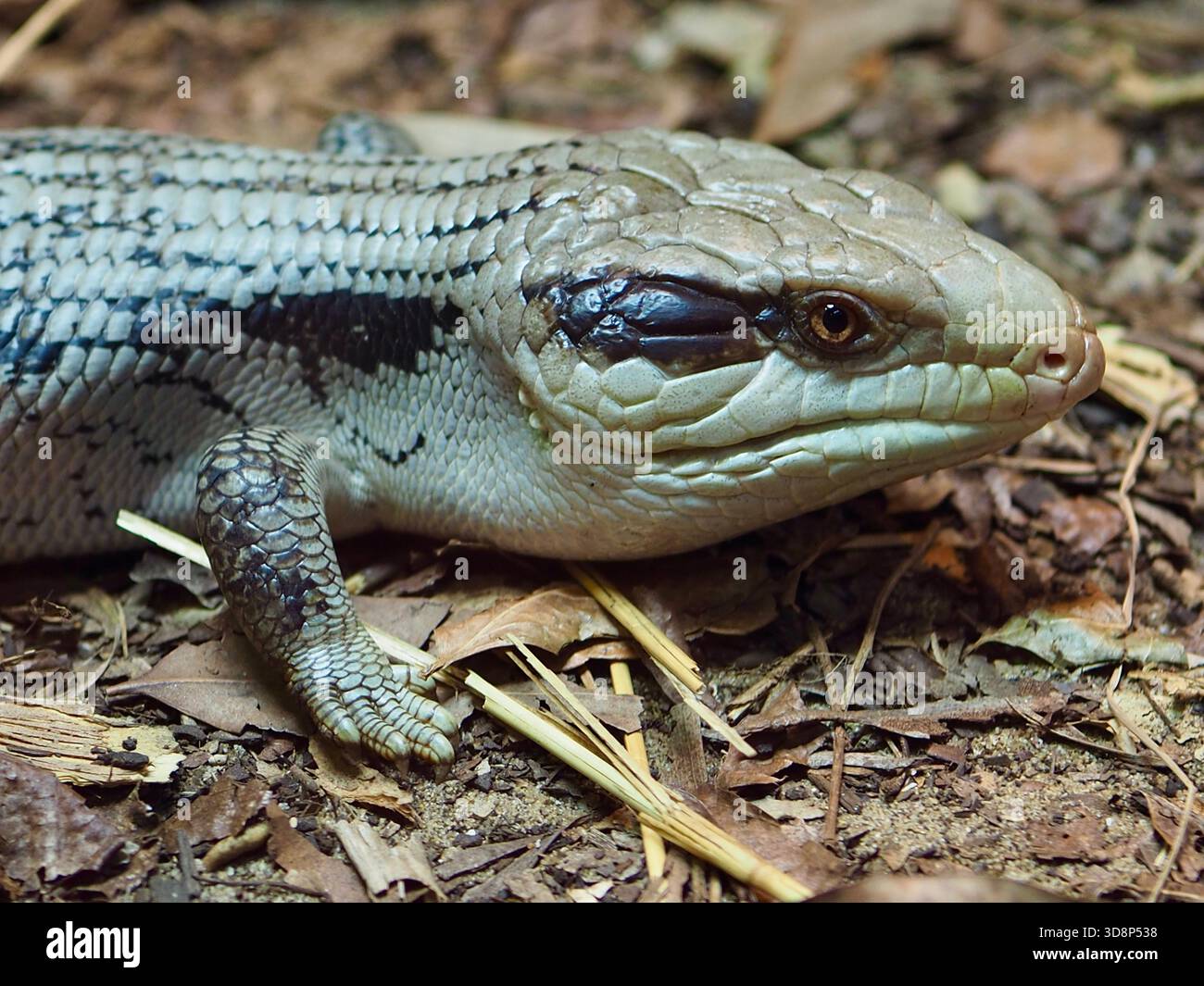 Un ritratto ravvicinato di un'incantevole e curiosa lucertola dai toni blu orientali in una bellezza accattivante. Foto Stock