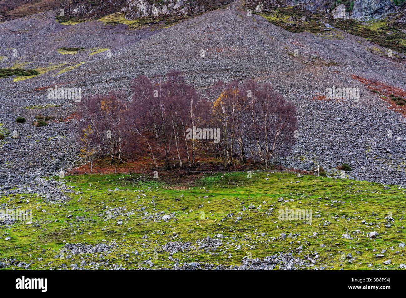 Betulle autunnali sotto una collina rocciosa Foto Stock