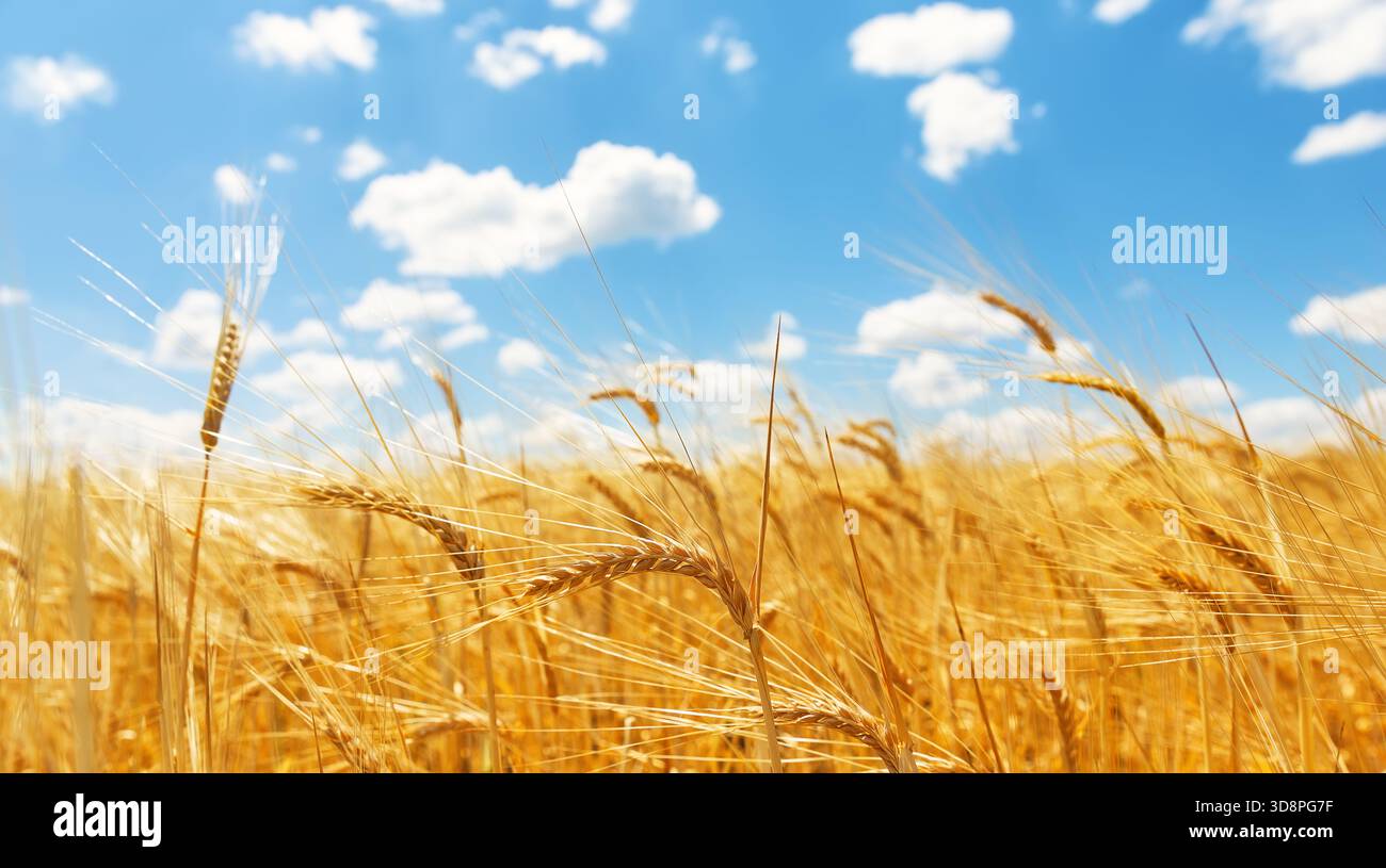 Primo piano di orecchie di grano in un campo di grano contro un cielo blu e nuvole bianche. Orecchie mature di grano dorato. Foto Stock