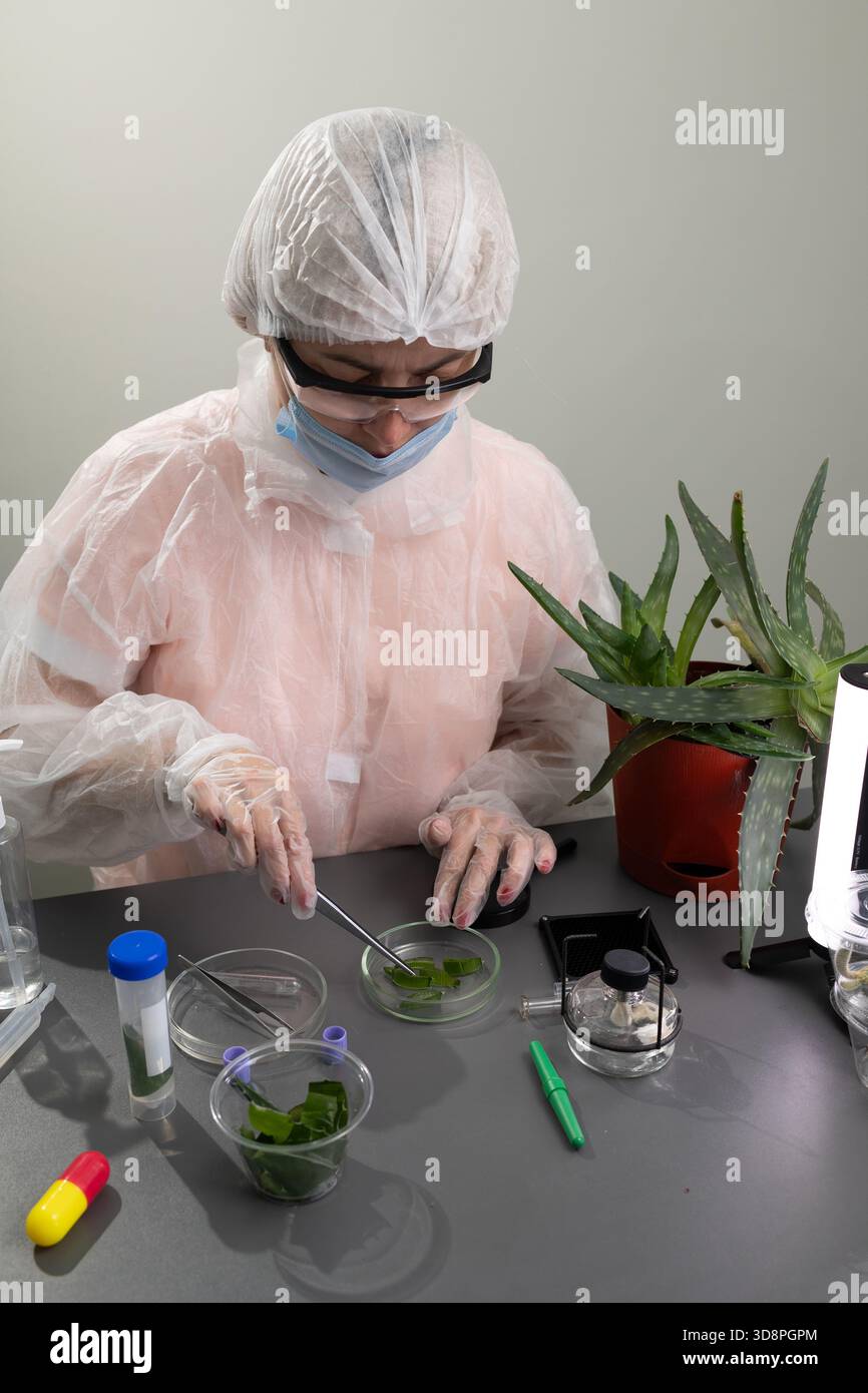 Un ricercatore in laboratorio analizza le foglie di piante di aloe, preparando i campioni per uno studio sulle loro applicazioni. L'area di lavoro è organizzata con contenitori e strumenti nelle vicinanze. Foto Stock