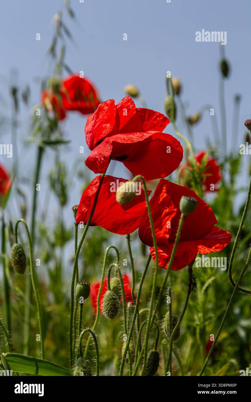 In mezzo all'erba alta fioriscono i papaveri più comuni di colore rosso brillante che creano un'esposizione colorata. Gli steli sottili ballano nella brezza, dando vita al campo soleggiato Foto Stock