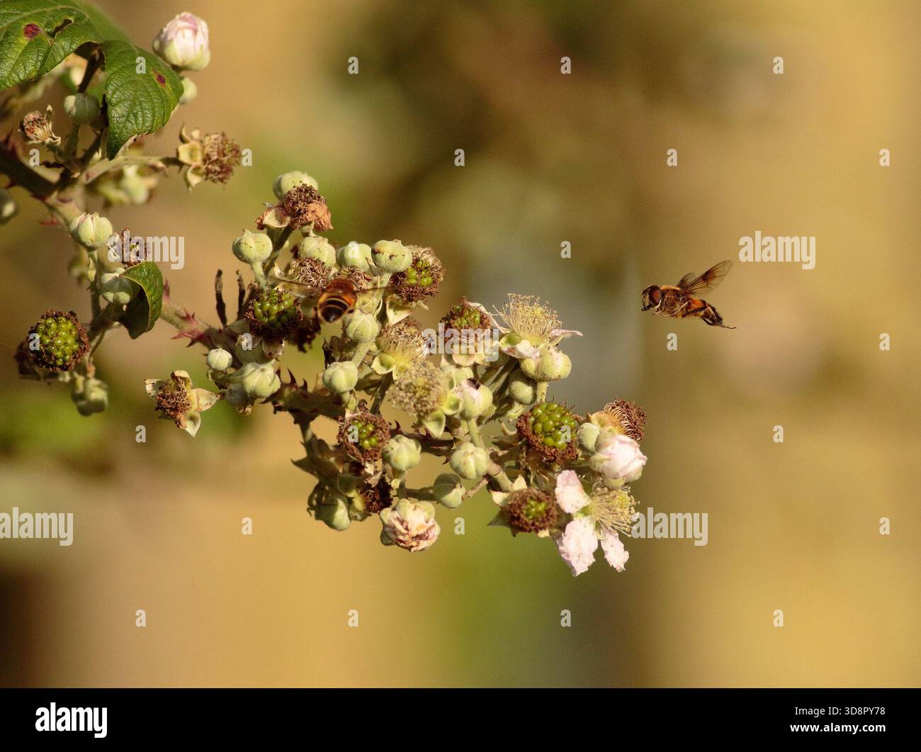 Hoverfly su bramble Foto Stock