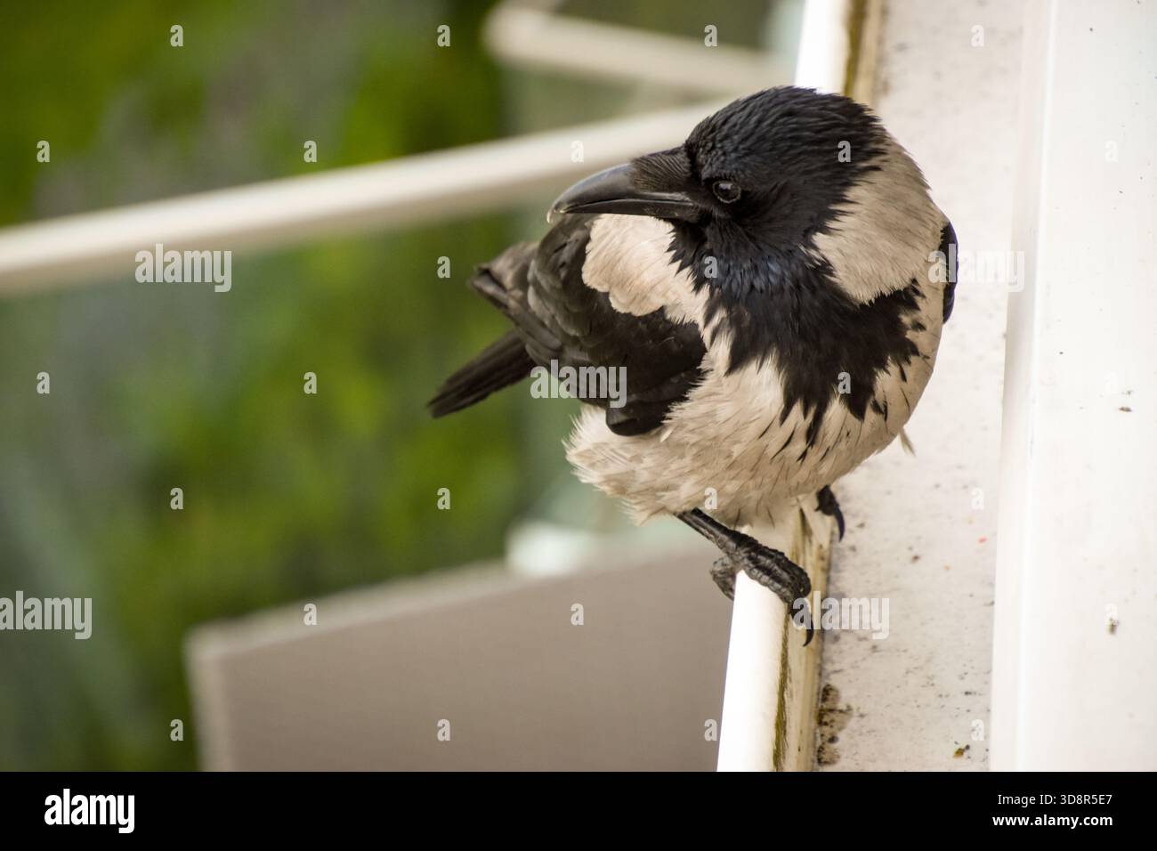 Raven seduto sulla ferrovia da costruzione Foto Stock