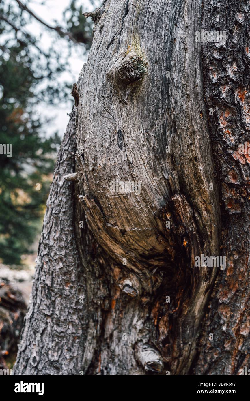 Primo piano testurizzato di Old Pine Tree Bark con nodo pronunciato, superficie incrinata, e ruvidi, dettagli meteorologici, sfondo naturale Foto Stock