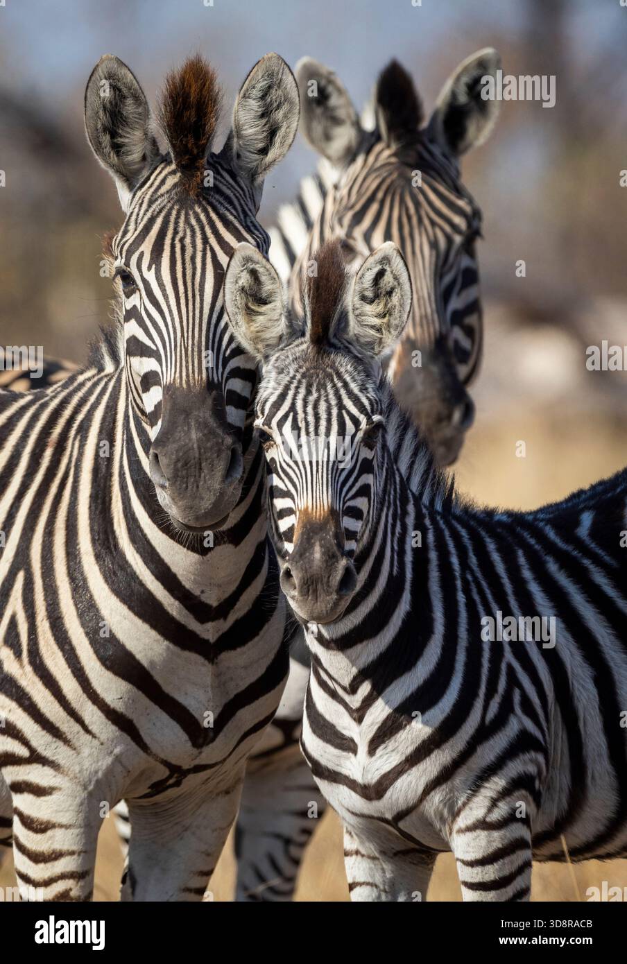 Ritratto ben ritagliato di tre zebre di Burchell (Equus burchellii) in piedi vicini Foto Stock