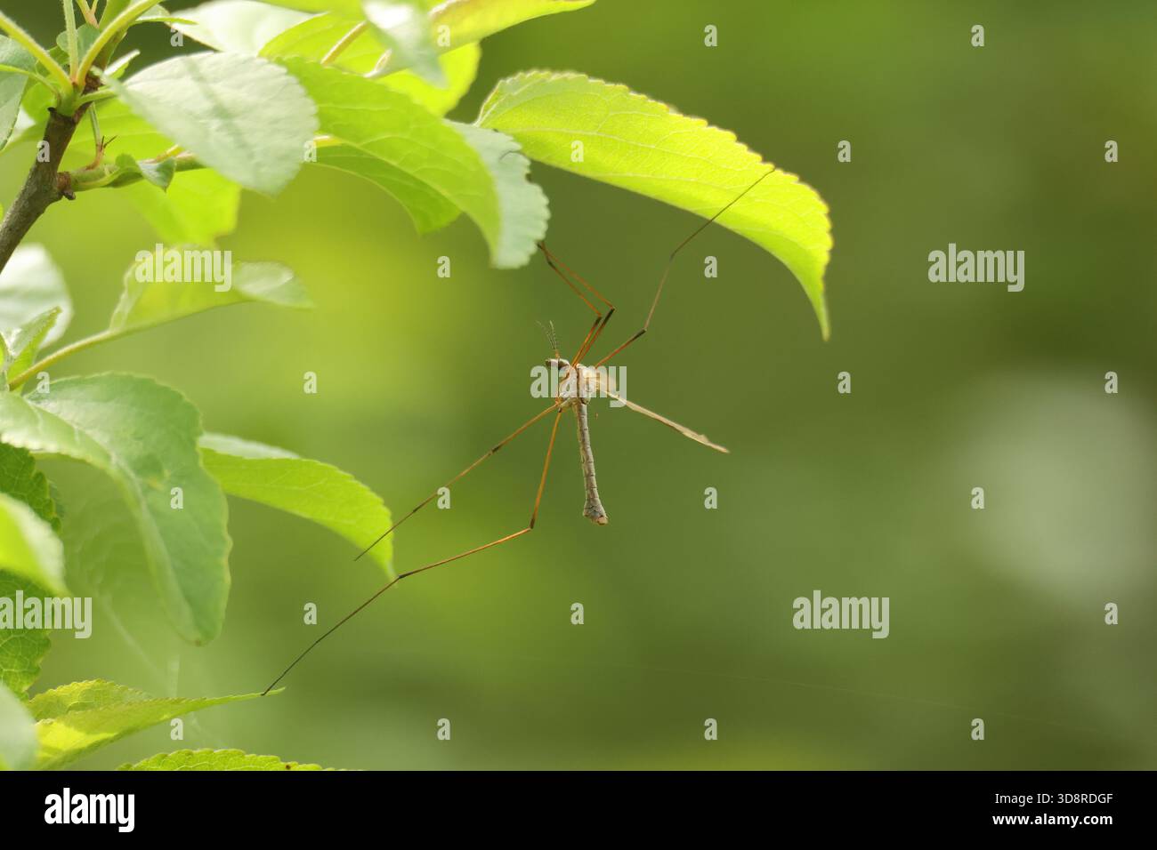 Mosca di gru Foto Stock