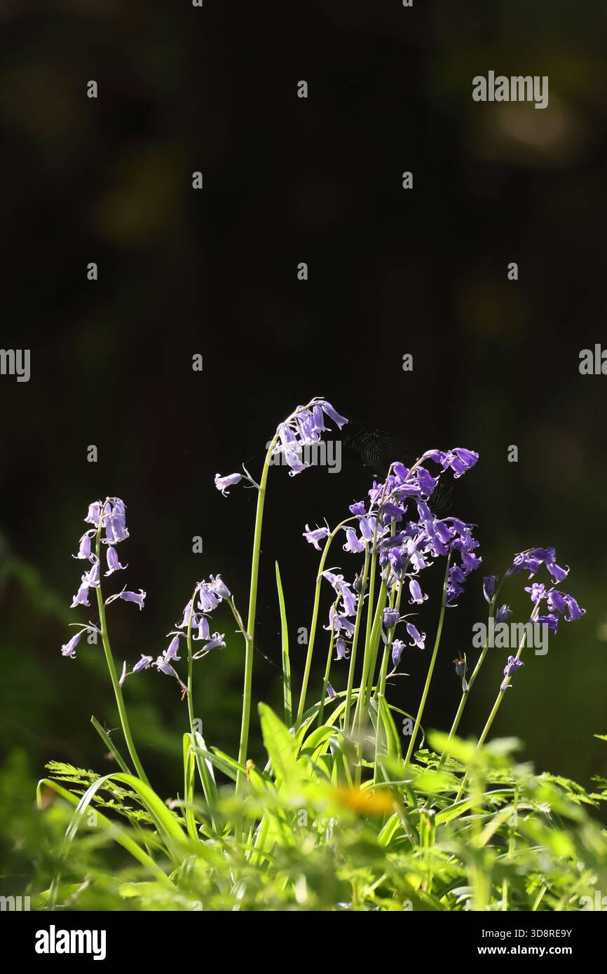 Campanule Foto Stock