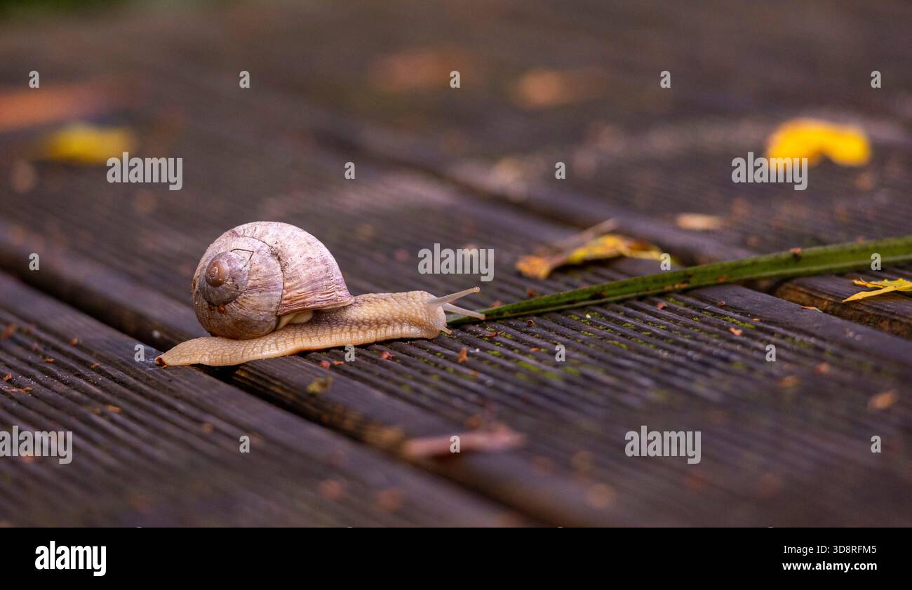 Una bellissima chiocciola da giardino che vive nel cortile durante la giornata estiva. Uno scenario stagionale della Lettonia, dell'Europa. Foto Stock