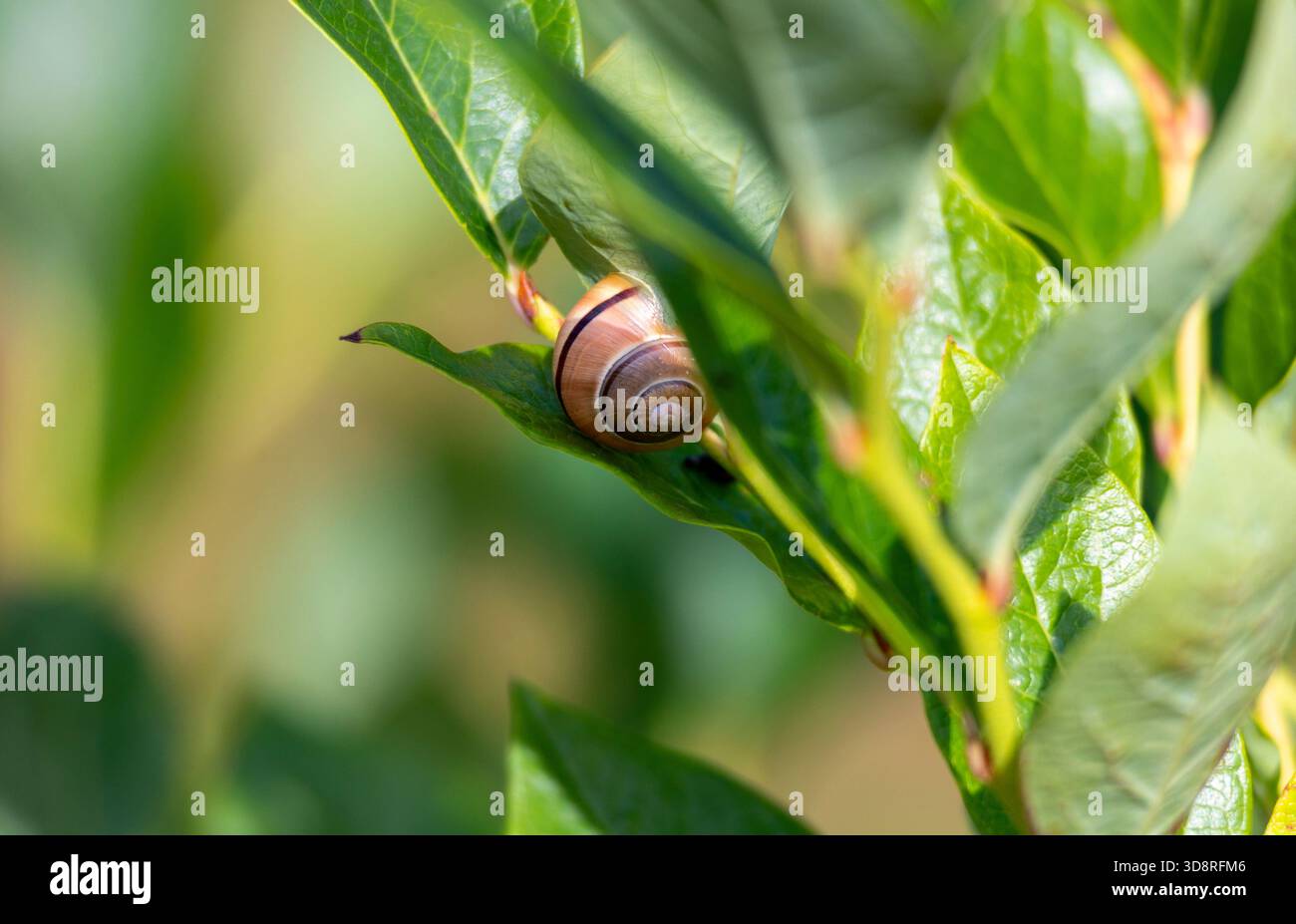 Una bellissima chiocciola da giardino che vive nel cortile durante la giornata estiva. Uno scenario stagionale della Lettonia, dell'Europa. Foto Stock