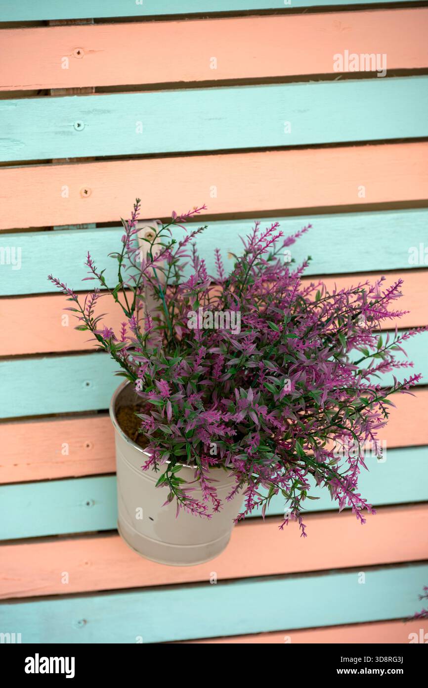 Cespuglio di lavanda che cresce in una piantatrice con uno sfondo in legno dipinto dai colori vivaci. Foto Stock