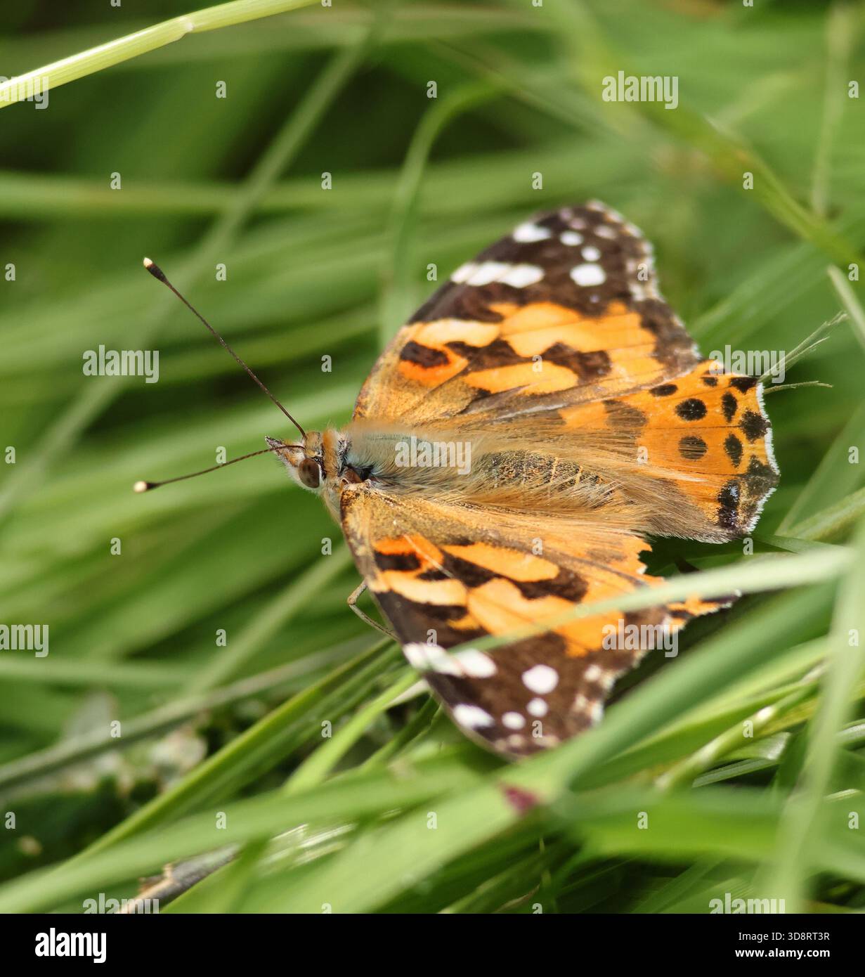 Dipinto di Lady Butterfly Foto Stock