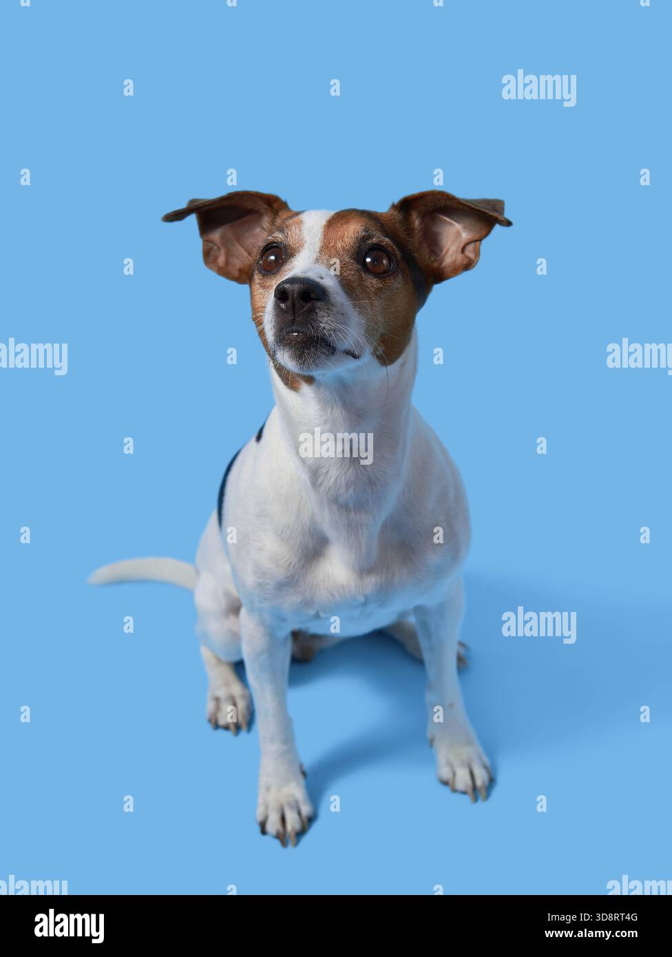 Il cane Jack Russell Terrier guarda in alto, seduto a destra su uno sfondo blu Foto Stock