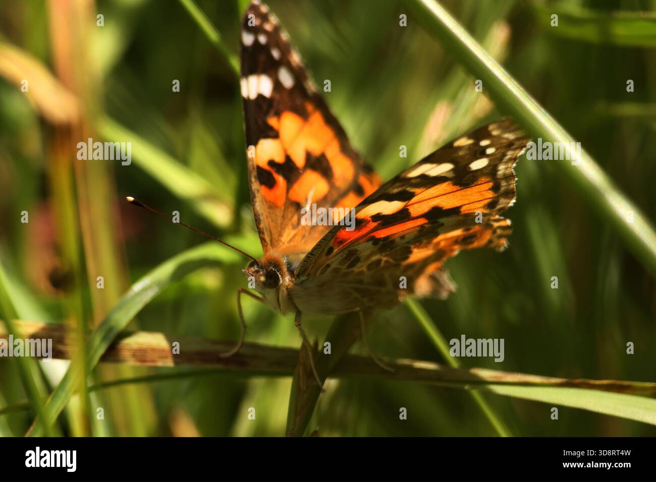 Dipinto di Lady Butterfly Foto Stock
