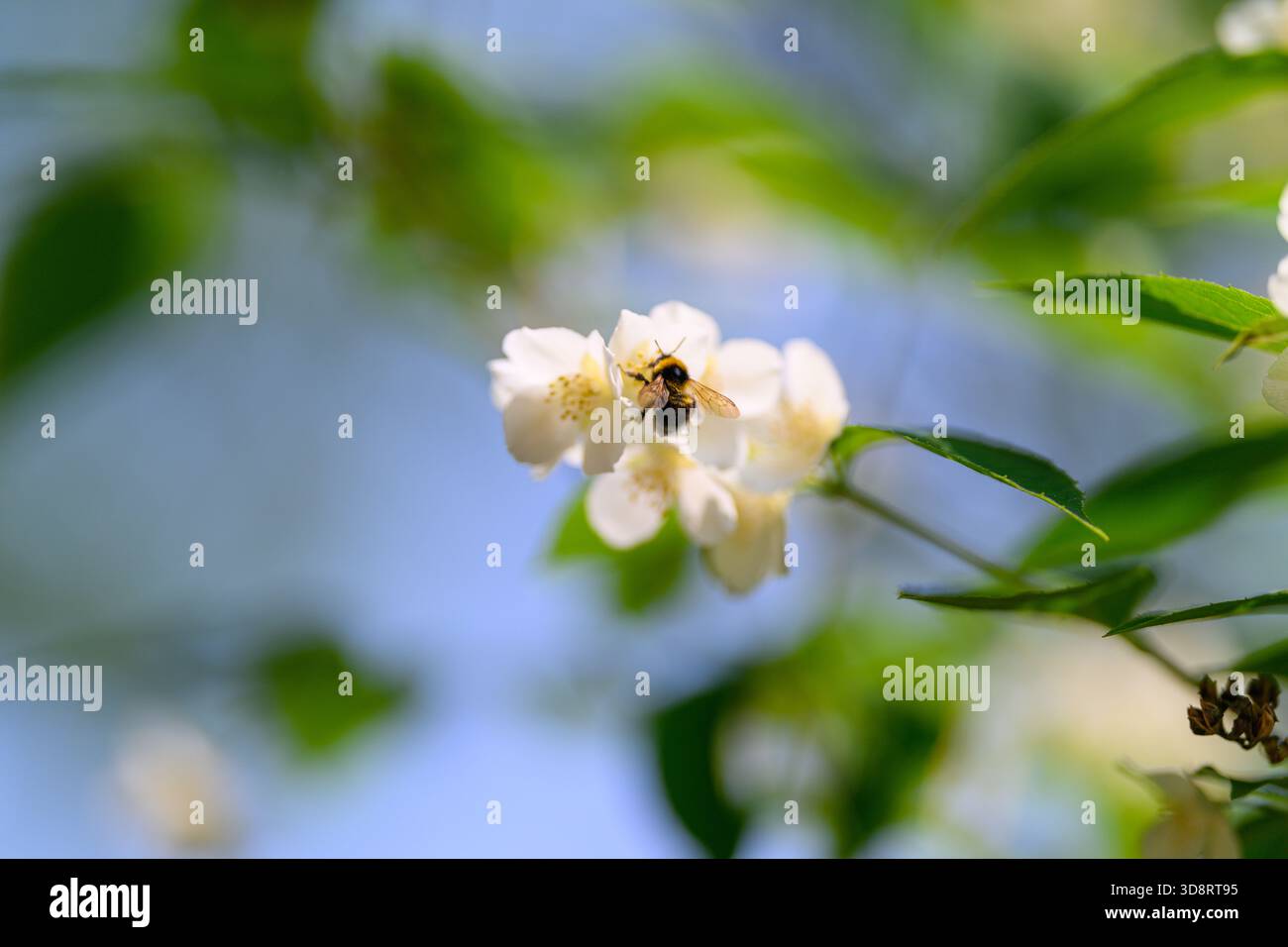 Un primo piano di un'ape su delicati fiori bianchi, che mostra la bellezza della natura e il processo di impollinazione. Foto Stock