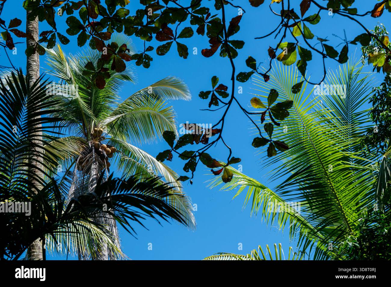 QUEPOS, PLAYA GUAPIL, PROVINCIA DI PUNTARENAS, COSTA RICA: Una vista di un cielo azzurro brillante attraverso gli alberi di Playa Guapil, Quepos, Provincia di Puntarenas, Foto Stock
