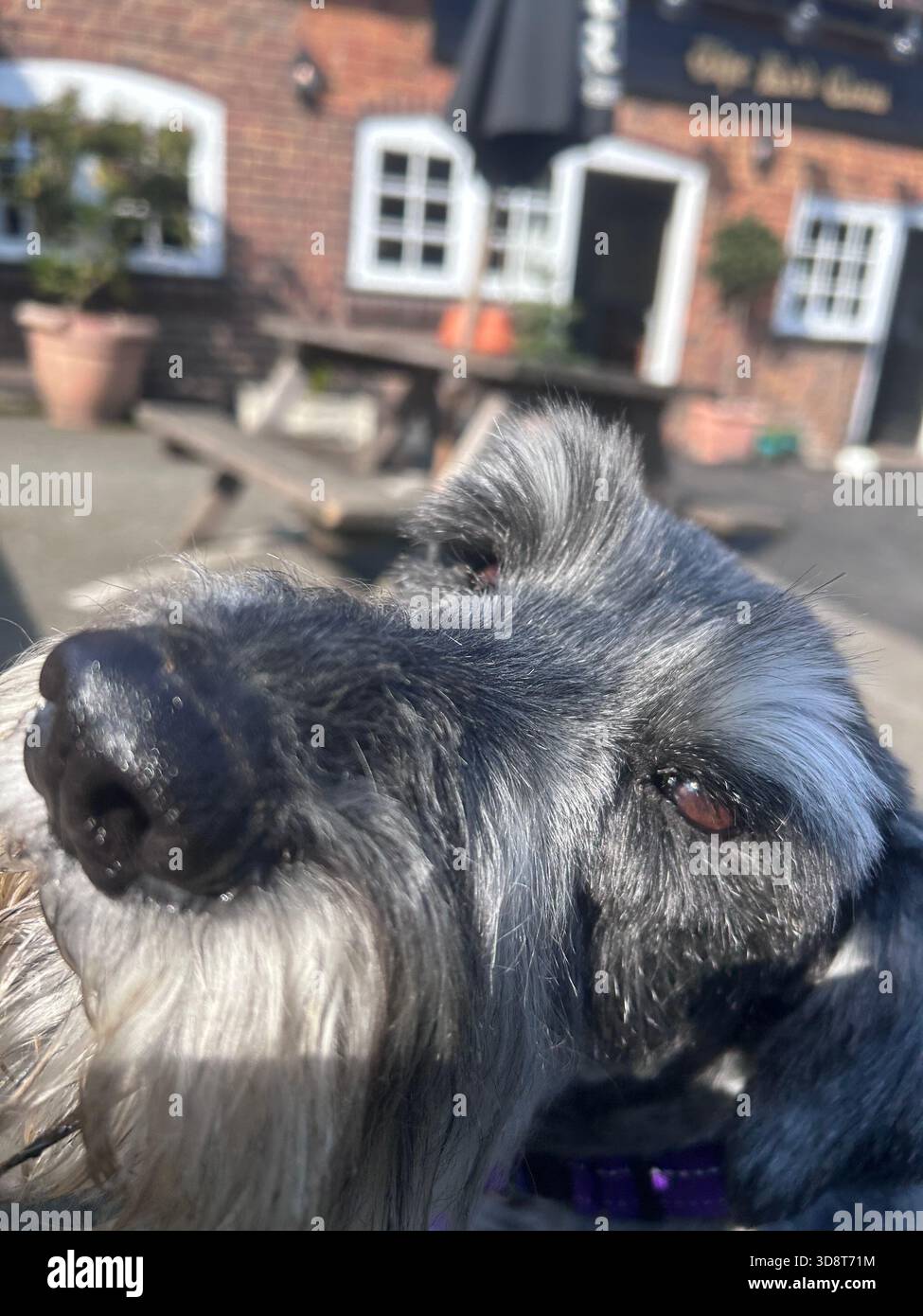Primo piano di Schnauzer standard Foto Stock
