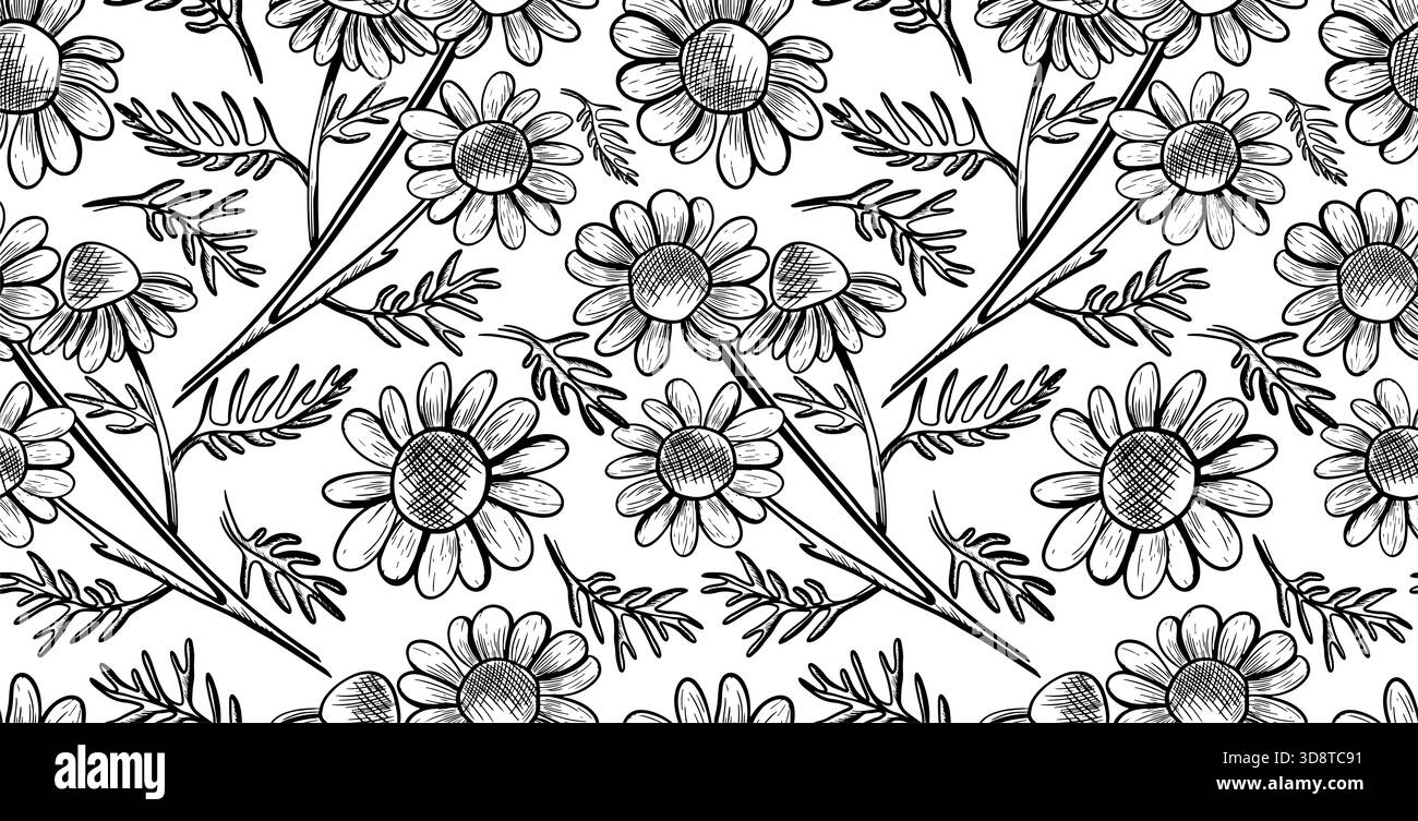 Motivo vettoriale senza cuciture con fiori a margherita su sfondo bianco. Illustrazione botanica monocromatica con fiori selvatici. Disegni in linea disegnati a mano con fiori Foto Stock