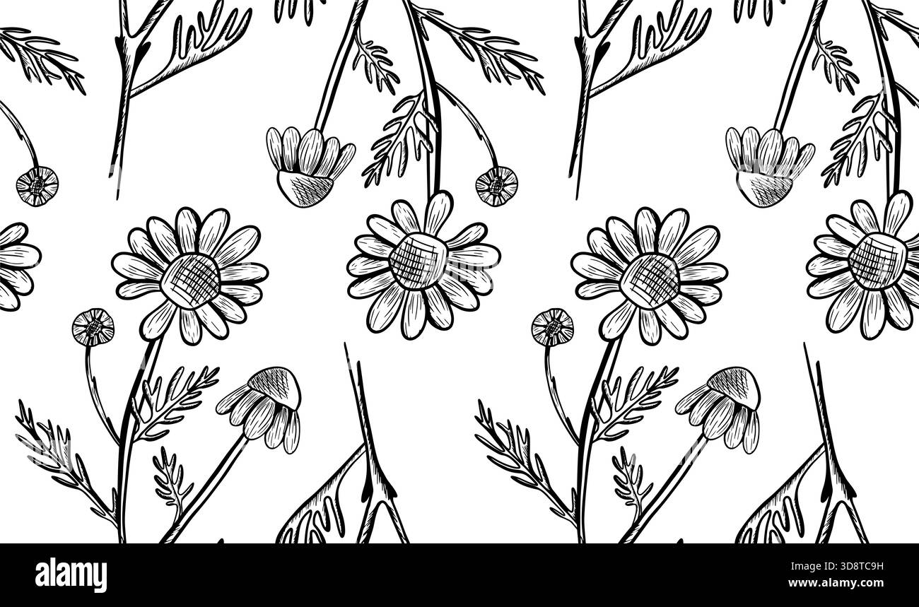 Motivo vettoriale senza cuciture con fiori e foglie di camomilla su sfondo bianco. Illustrazione botanica monocromatica con fiori selvatici. Linea a disegnata a mano Foto Stock