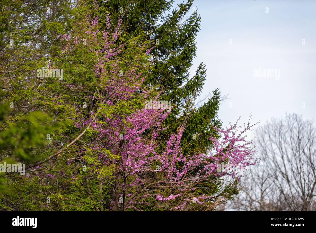 Rami di alberi di Redbud con molti fiori viola fioriscono in primavera nel giardino di Wintergreen Resort, Virginia Foto Stock