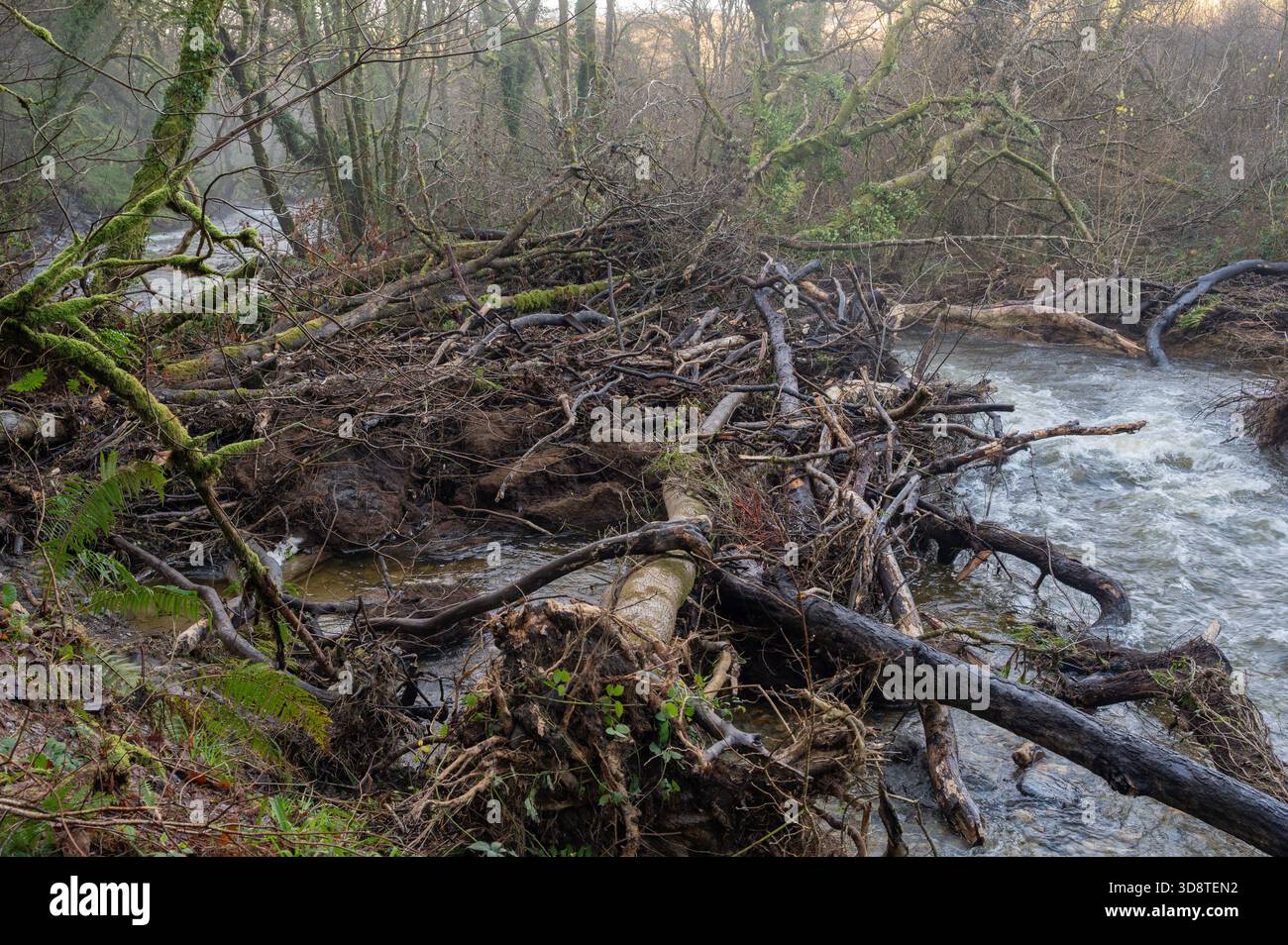 Alberi lavati nel fiume Eastern Cleddau accumulandosi in una marmellata di tronchi, Eastern Cleddau, Galles, Regno Unito Foto Stock