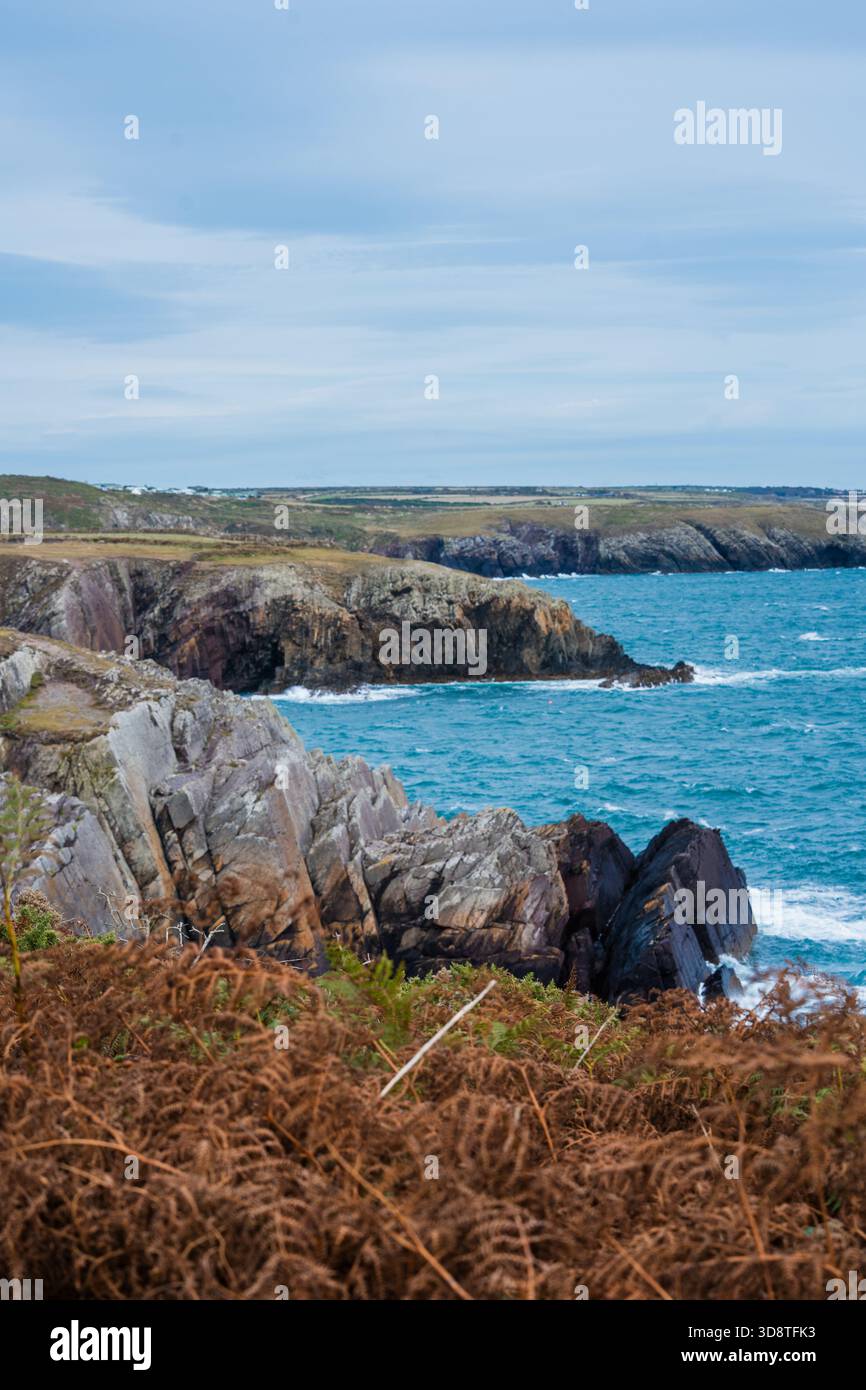 La vista delle scogliere aspre incontra il mare turchese sotto un cielo nuvoloso, creando un paesaggio costiero spettacolare con fogliame marrone terroso, St. Davids, Wales, U Foto Stock