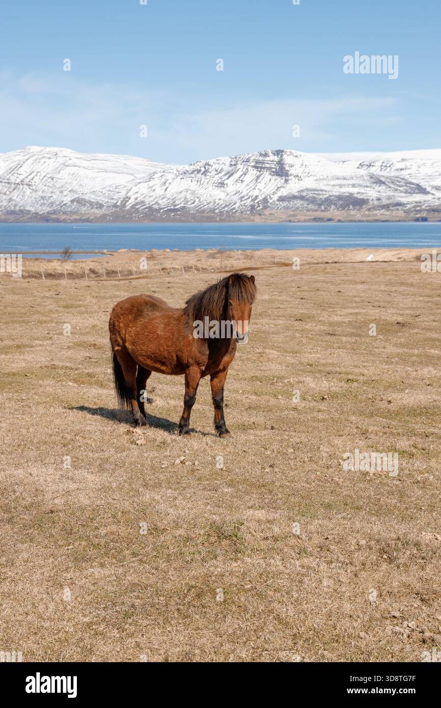 Pittoresco paesaggio naturale con cavalli selvaggi islandesi, montagne innevate e mare blu, Islanda Foto Stock