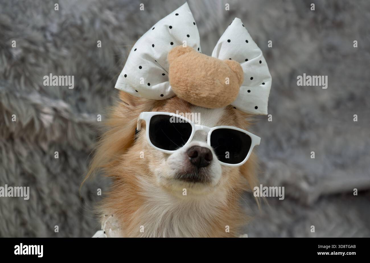 Collari per cani con strass Collare per gatti Bling Chihuahua Collare per cani di piccola taglia Ciondolo in osso Cucciolo Tracolla Collari per animali domestici Per cani Gatti S / M