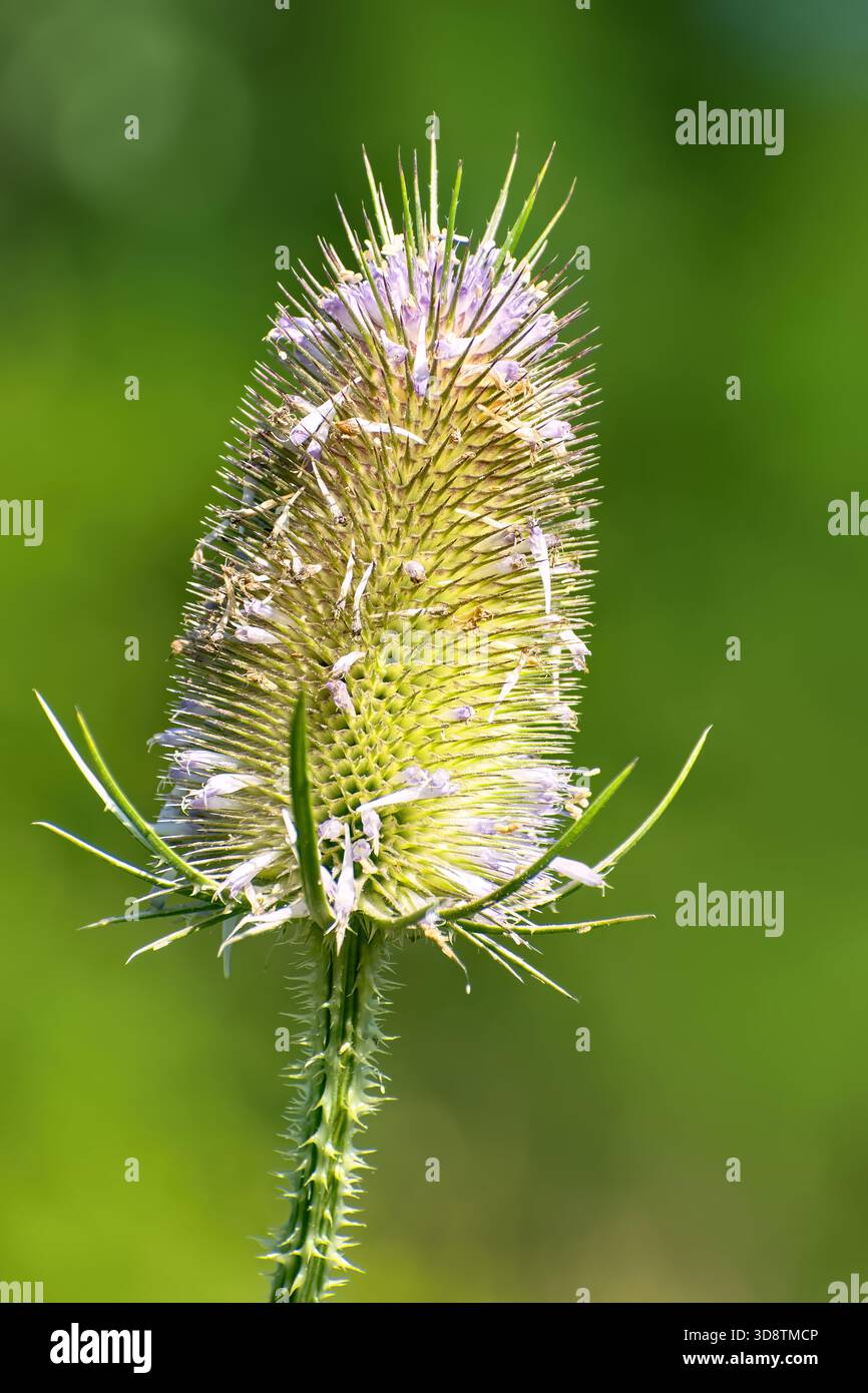 Primo piano di Selva selvatica (Dipsacus fullonum) in Bloom. Scatto verticale dettagliato che cattura la vivace testa verde della pianta selvatica del cucchiaino con la delicata Foto Stock