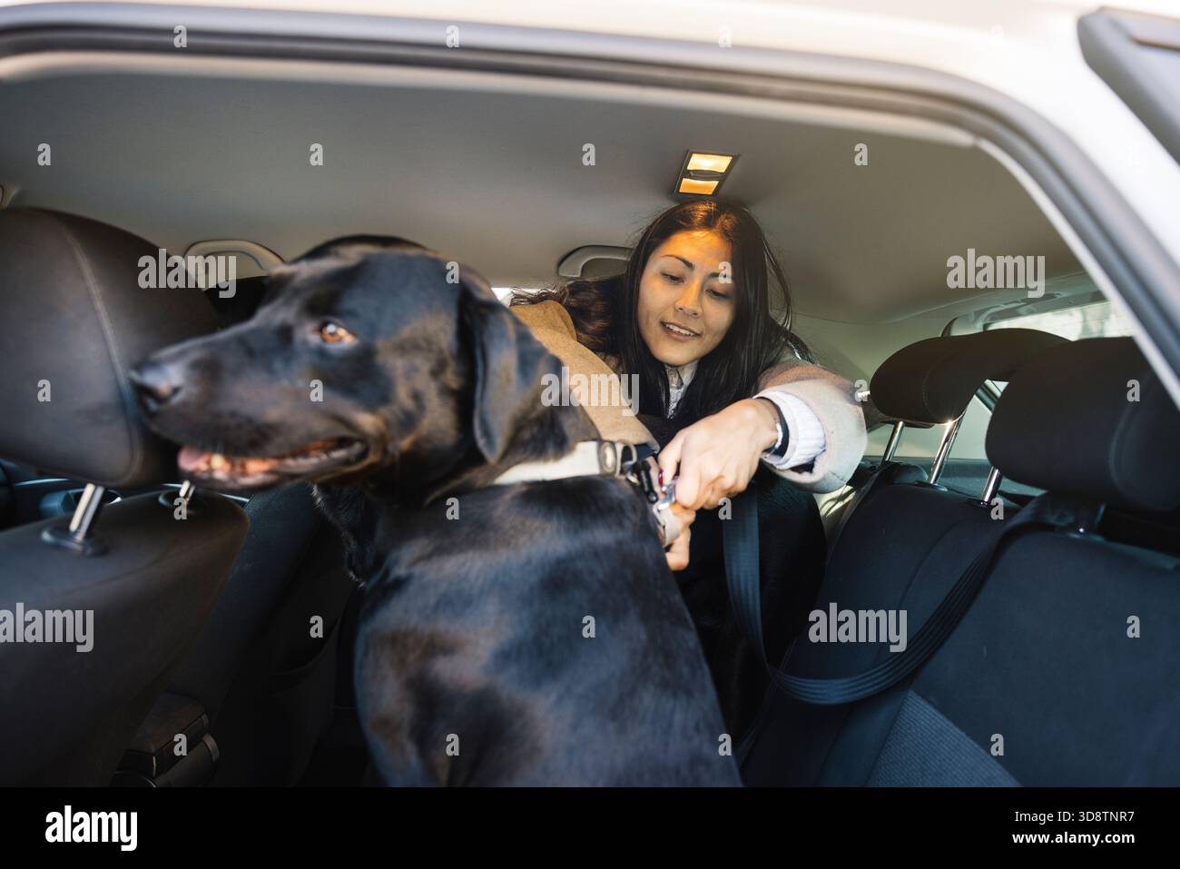 Donna che indossa labrador retriever nero nella cintura di sicurezza di un'auto per la sicurezza degli animali domestici Foto Stock