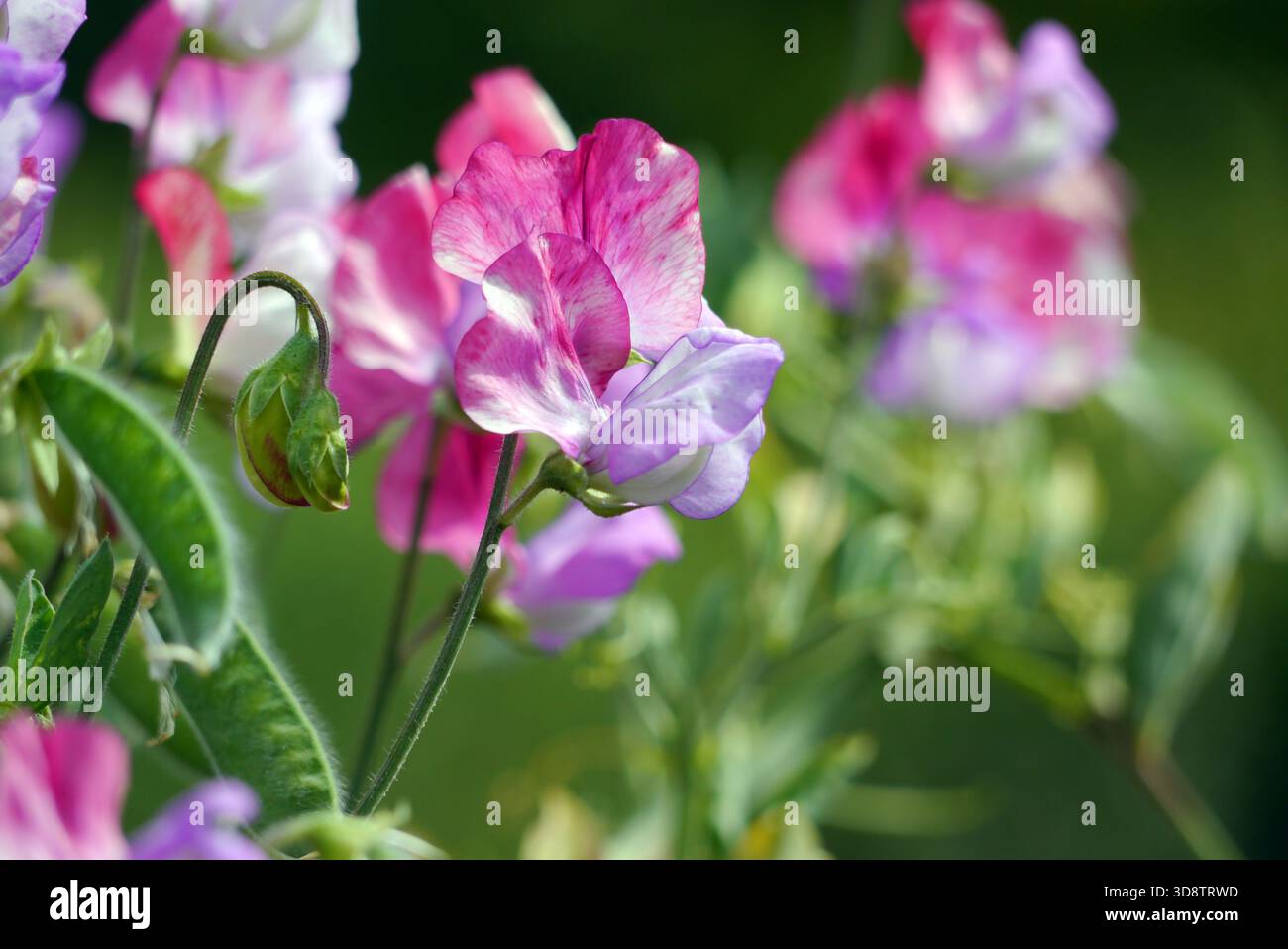 Fiori viola/rosa Lathyrus Odoratus (Sweet Pea) esposti al confine presso RHS Garden Harlow Carr, Harrogate, Yorkshire, Inghilterra, Regno Unito. Foto Stock