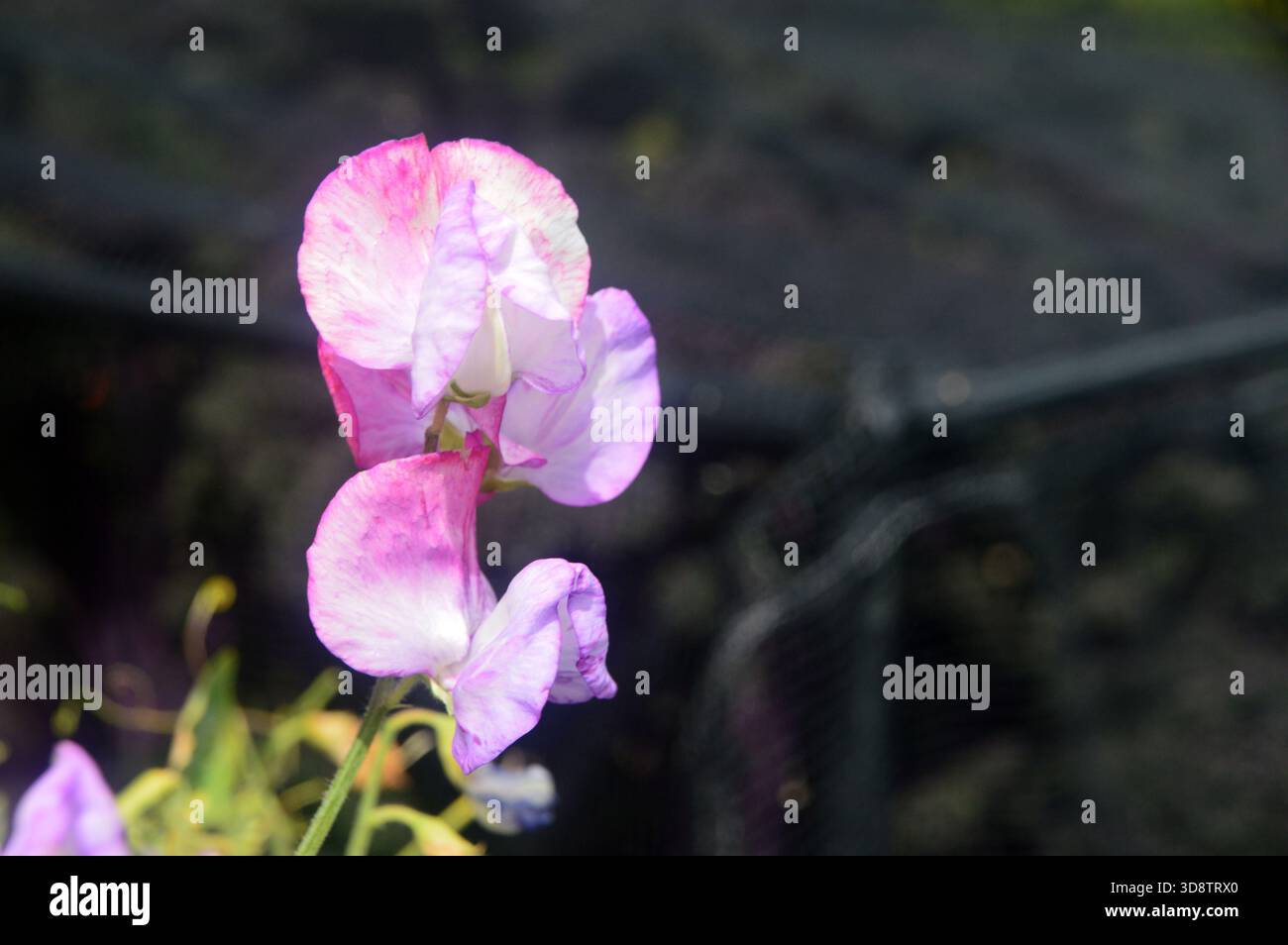 Fiore singolo viola/rosa Lathyrus Odoratus (Sweet Pea) in mostra ai confini presso RHS Garden Harlow Carr, Harrogate, Yorkshire, Inghilterra, Regno Unito. Foto Stock