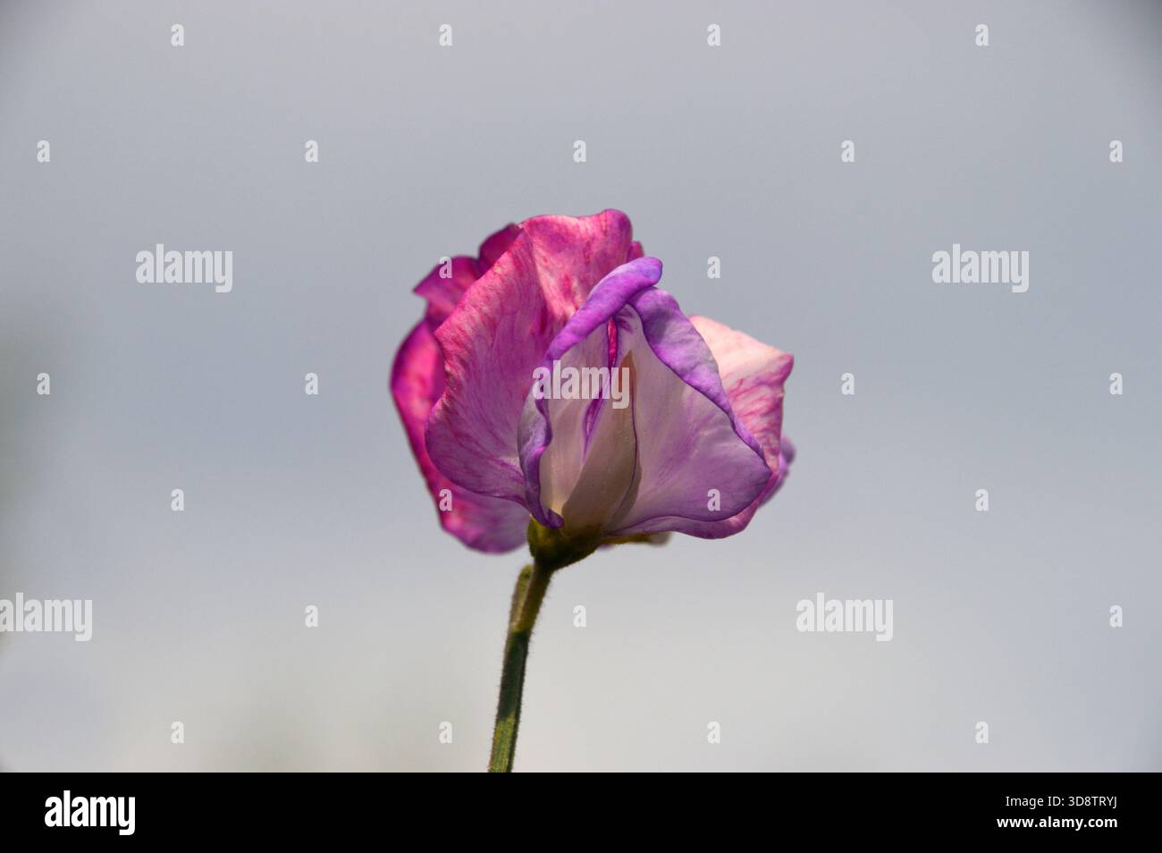 Fiore singolo viola/rosa Lathyrus Odoratus (Sweet Pea) in mostra ai confini presso RHS Garden Harlow Carr, Harrogate, Yorkshire, Inghilterra, Regno Unito. Foto Stock