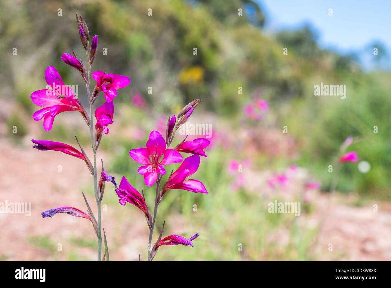Gladiolo illirico (Gladiolus illyricus / Gladiolus communis / Gladiolus dubius) in fiore Foto Stock
